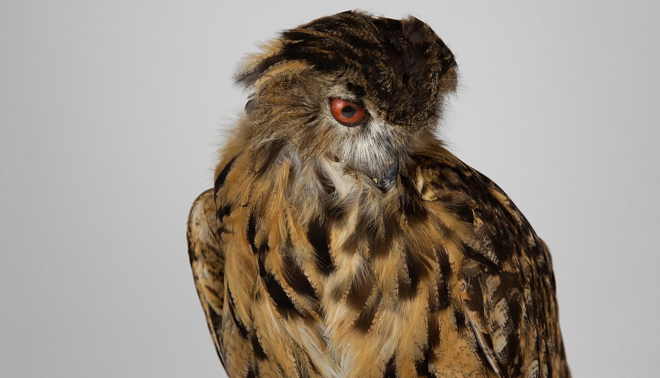 Very Large Taxidermy Eurasian Eagle-Owl Mounted on a Black Base and Drift Wood 2