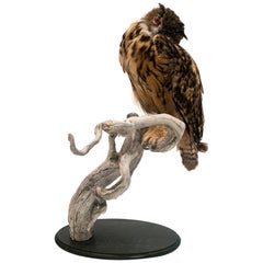 Very Large Taxidermy Eurasian Eagle-Owl Mounted on a Black Base and Drift Wood