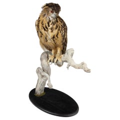 Très grand aigle-chouette eurasien de taxidermie monté sur une base noire et du bois flotté