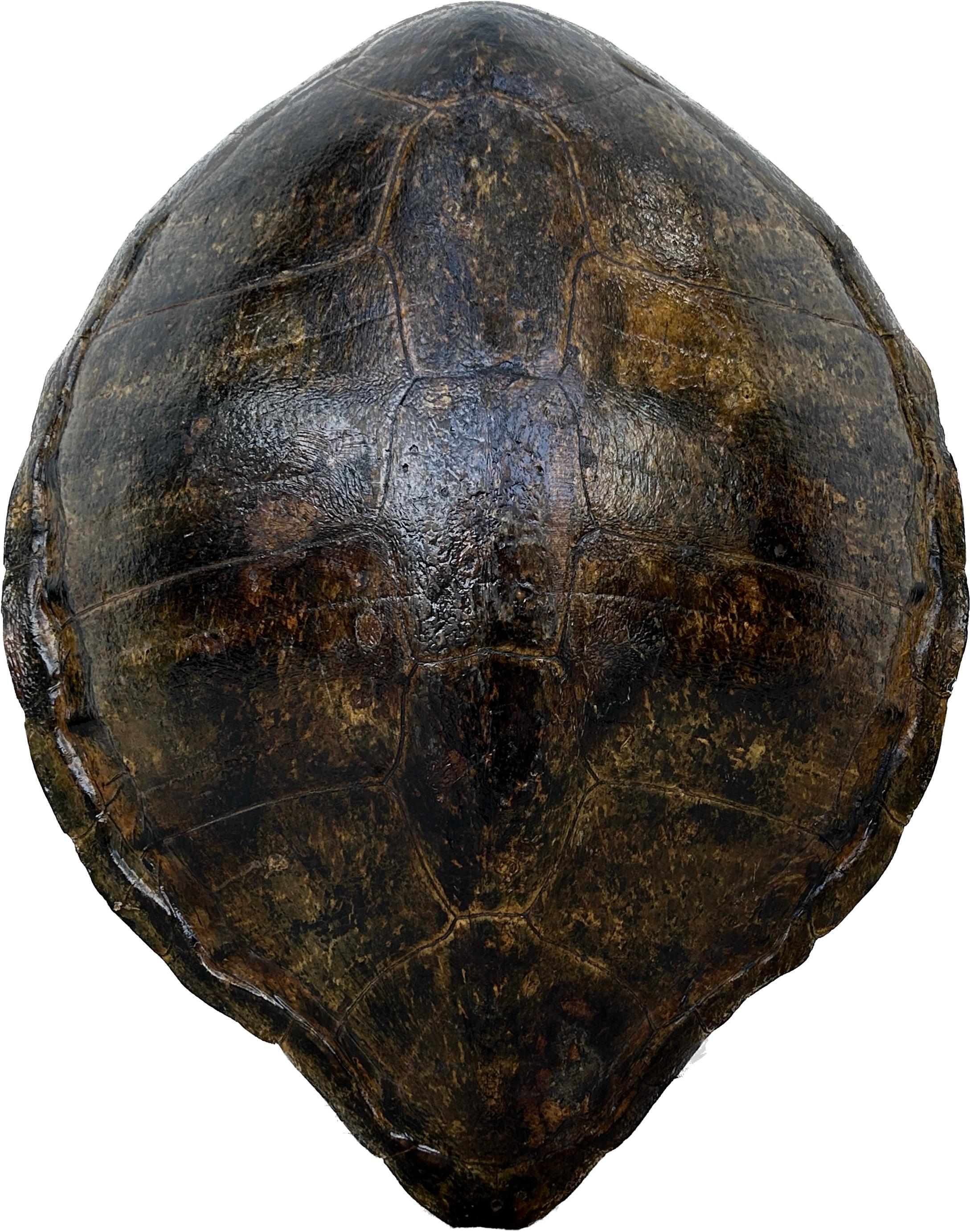 Very Large Turtle Shell Or Carpace 2