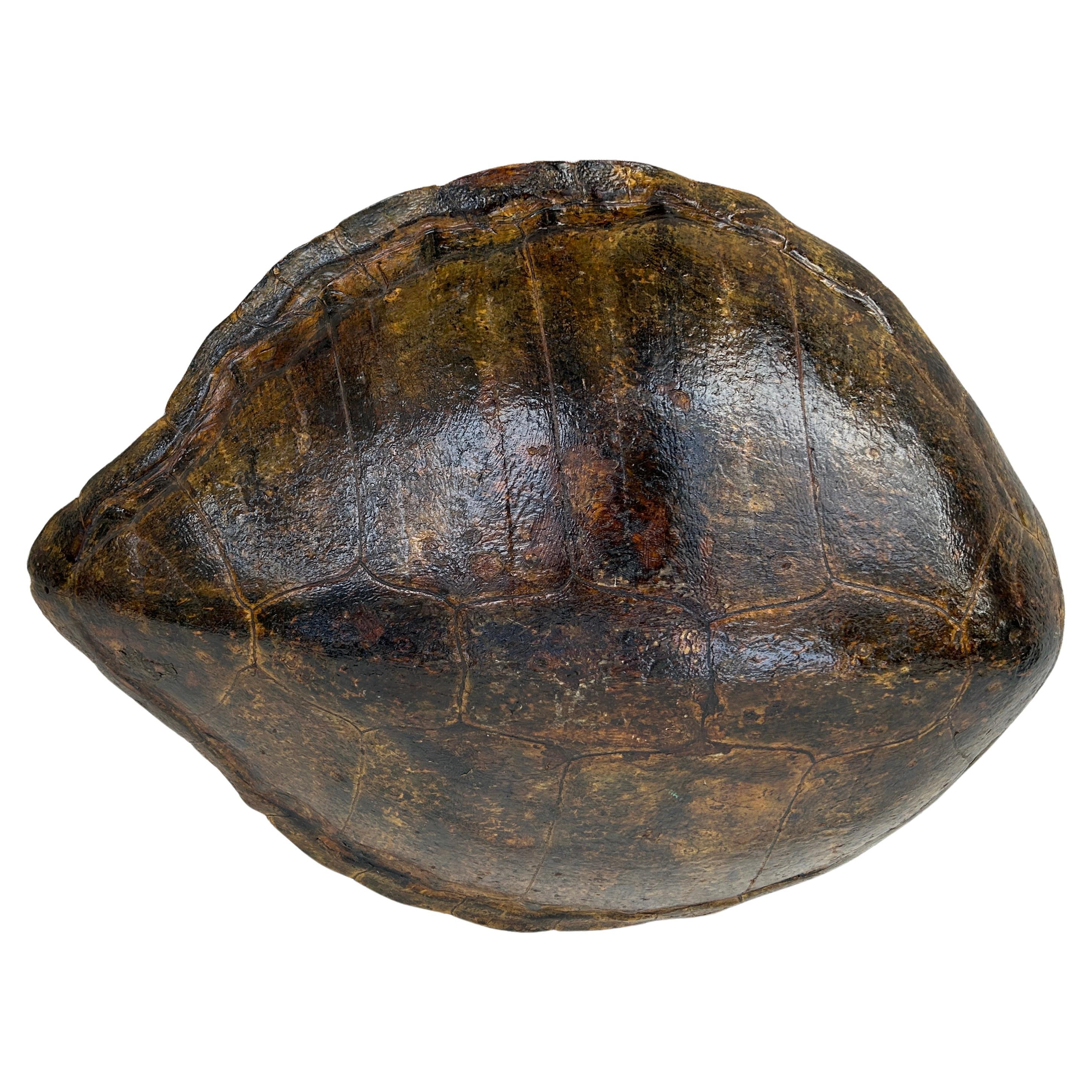 antique turtle shell