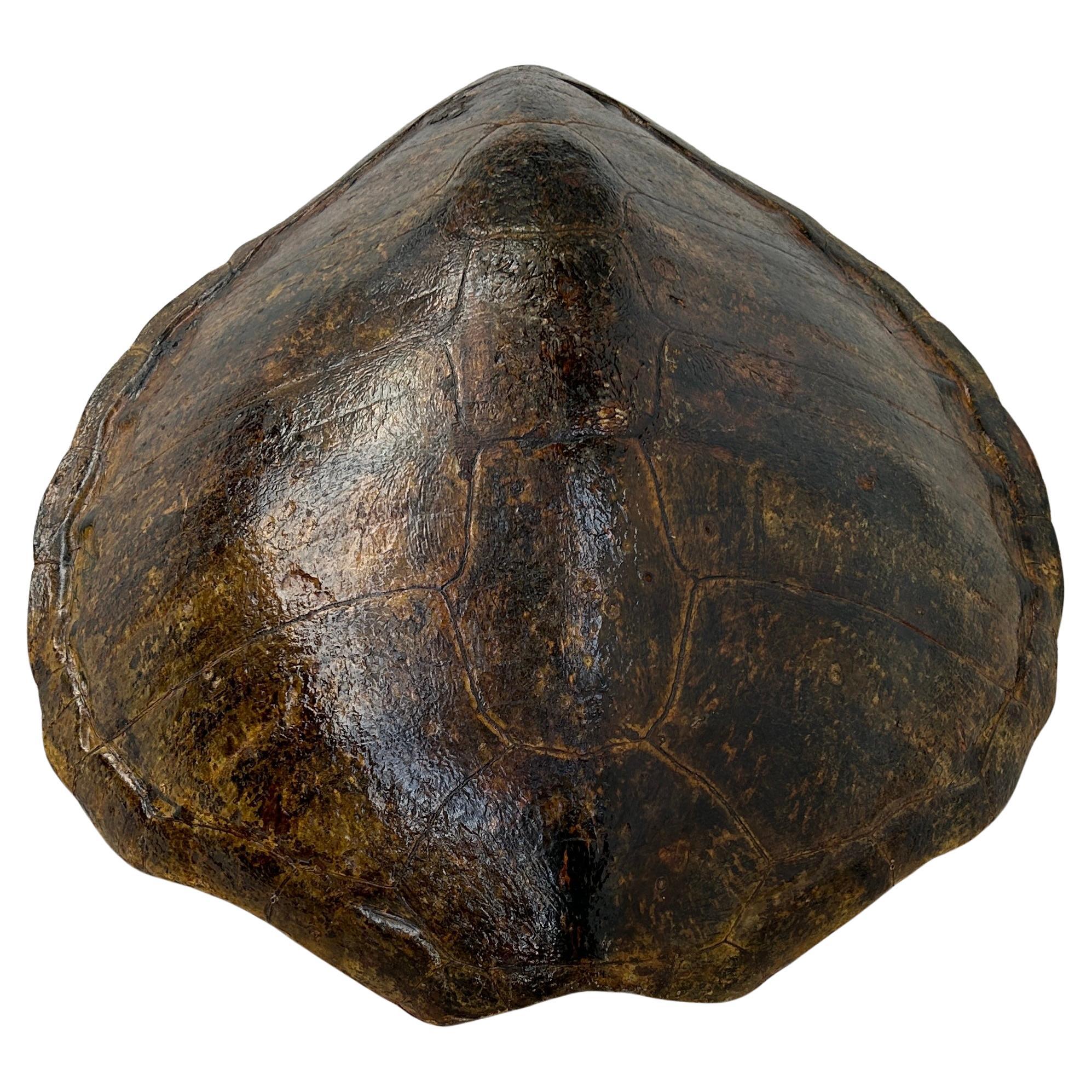 giant turtle shell