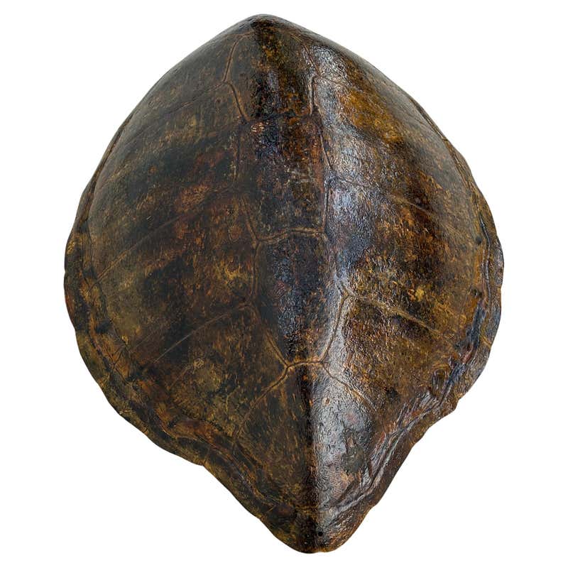 Capiz Turtle Shell Form For Sale at 1stDibs | large turtle shell for ...