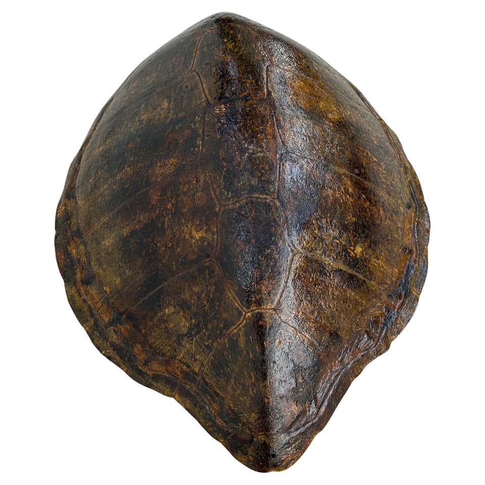 Capiz Turtle Shell Form For Sale at 1stDibs | large turtle shell for ...