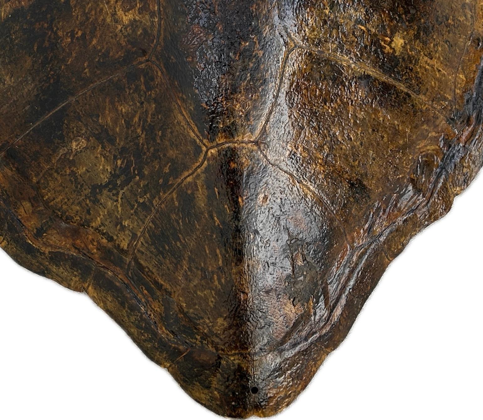 Organic Modern Very Large Turtle Shell Or Carpace
