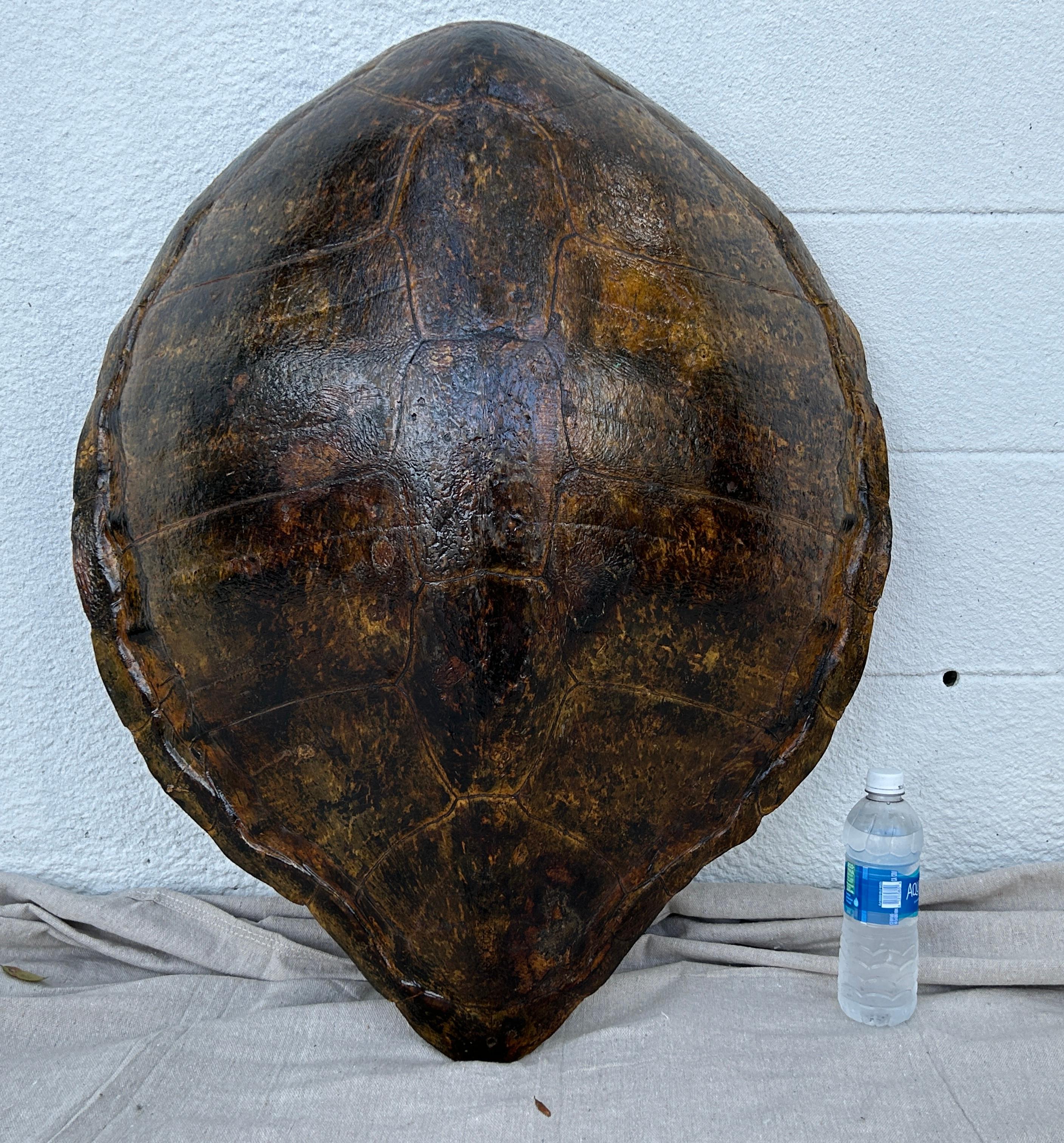 Immense antique 19th century taxidermy turtle shell with variegated color tones. Beautiful natural piece of art for display. In very good condition. 