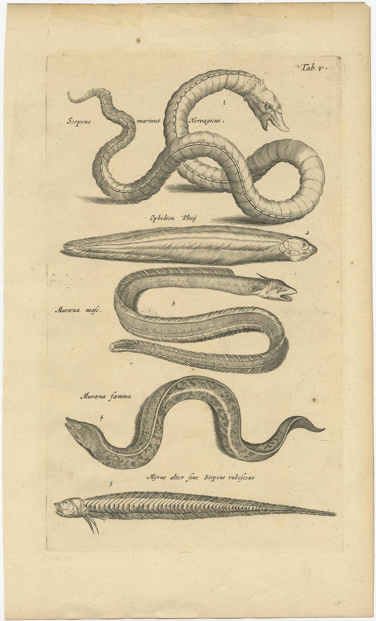 Very Old and Rare Print of Various Sea Snakes, 1657