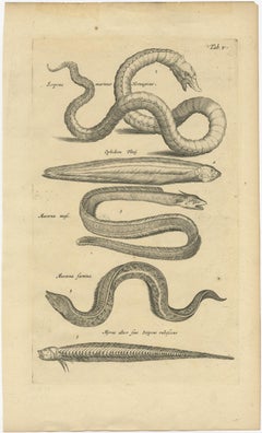 Very Old and Rare Print of Various Sea Snakes, 1657