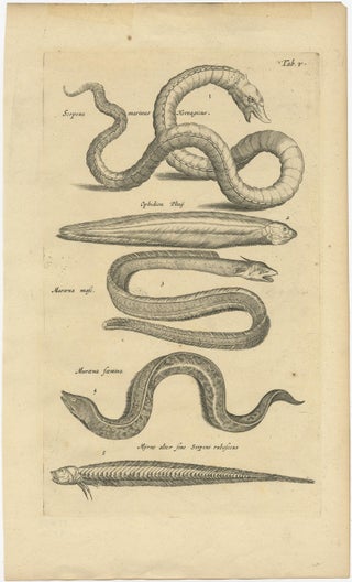 Very Old and Rare Print of Various Sea Snakes, 1657, view 2