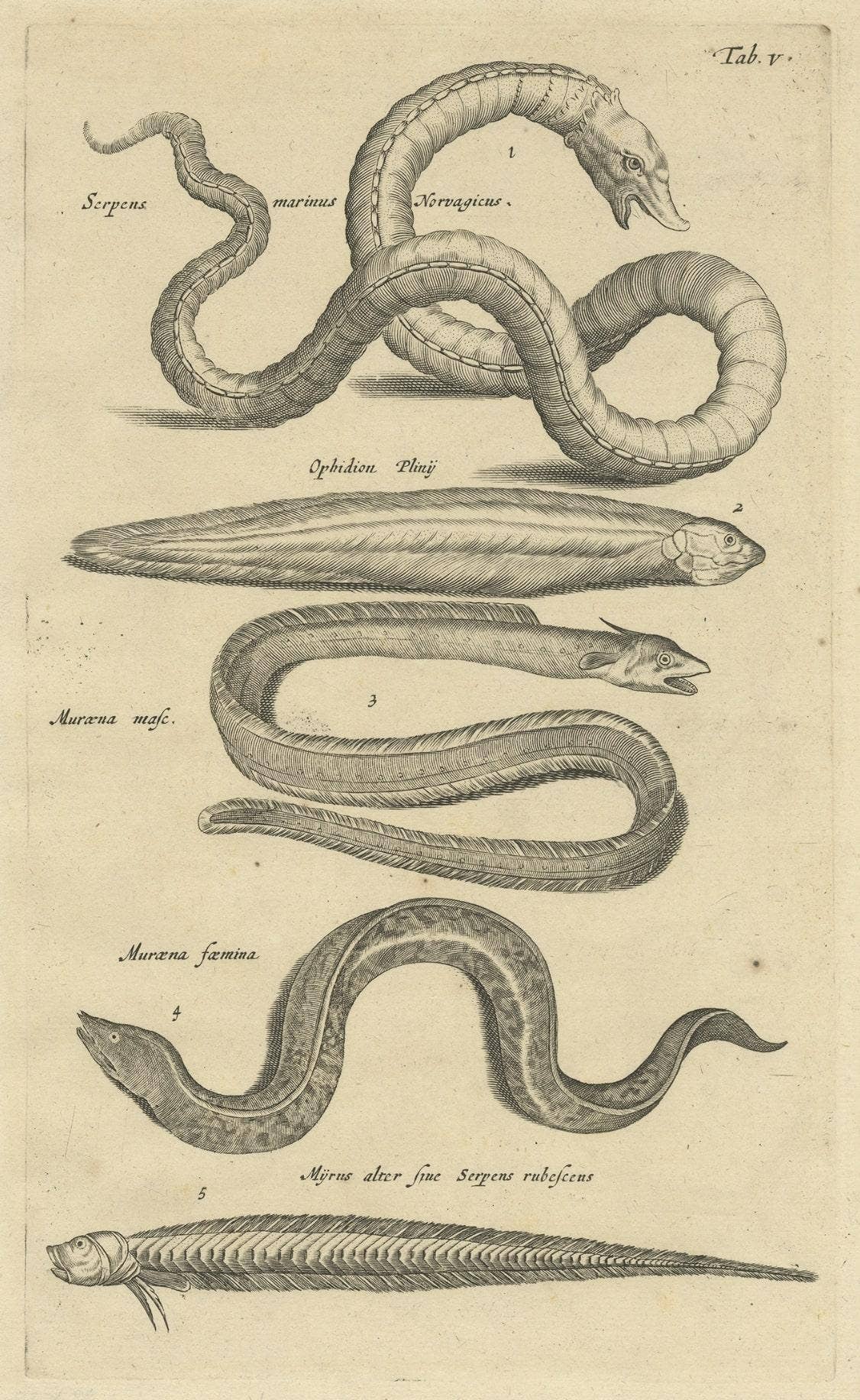 Very Old and Rare Print of Various Sea Snakes, 1657