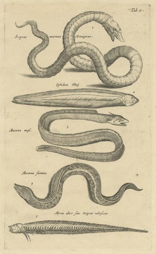 Very Old and Rare Print of Various Sea Snakes, 1657, view 3
