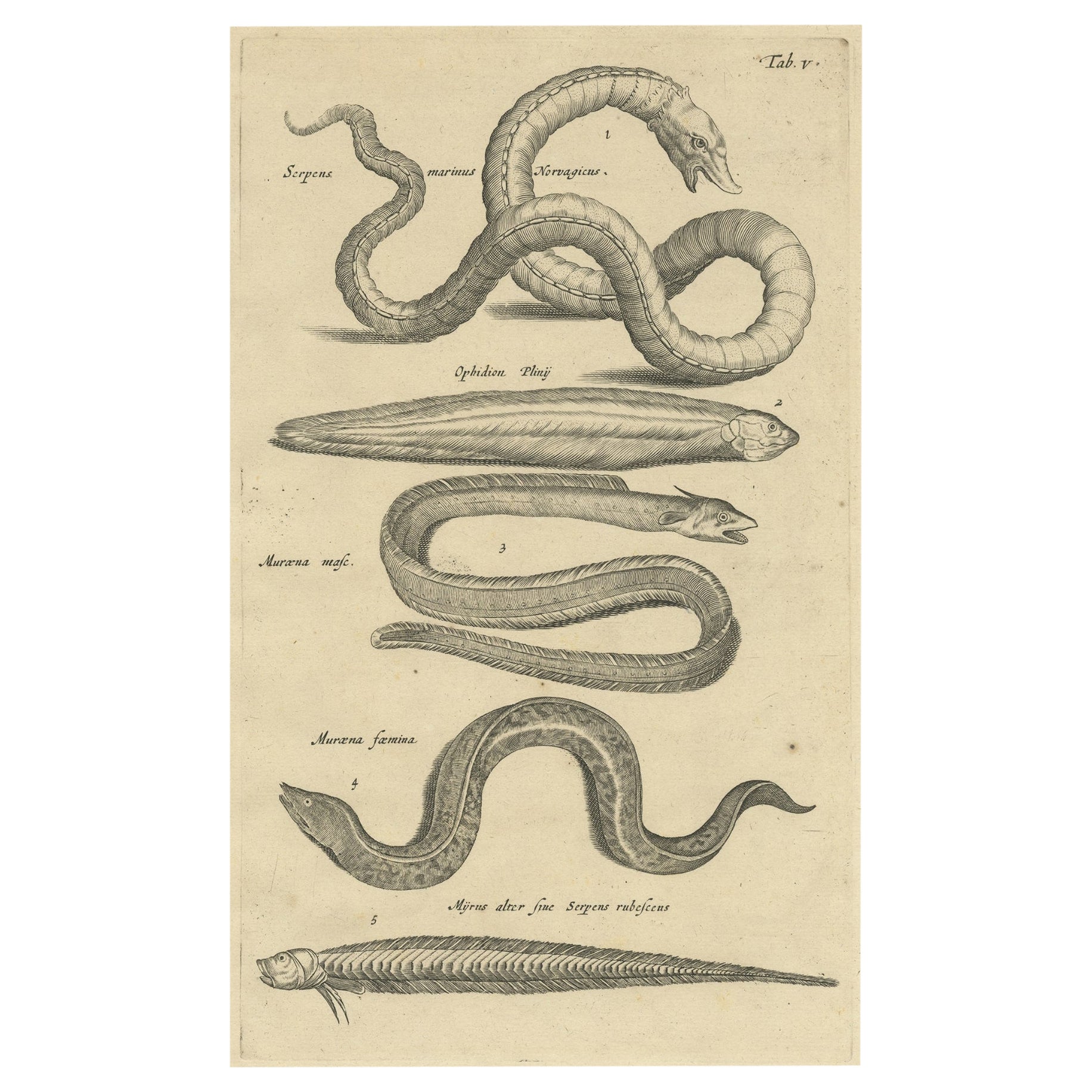 Old and Rare Print of Various Sea Snakes, 1657