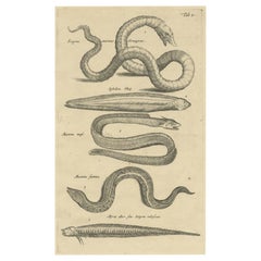 Antique Very Old and Rare Print of Various Sea Snakes, 1657