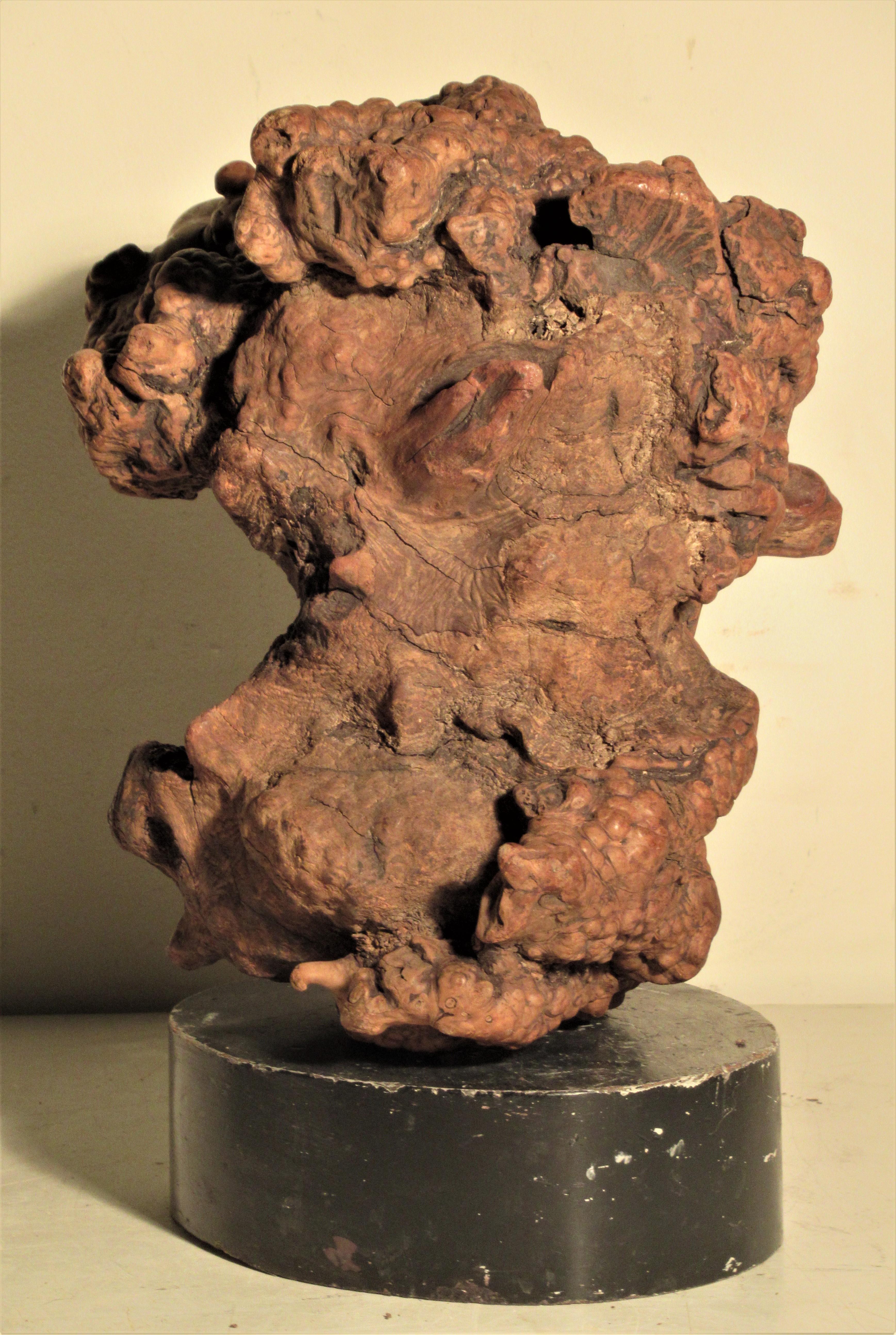 Very Old Asian Burl Root Wood Scholars Stone Object 4