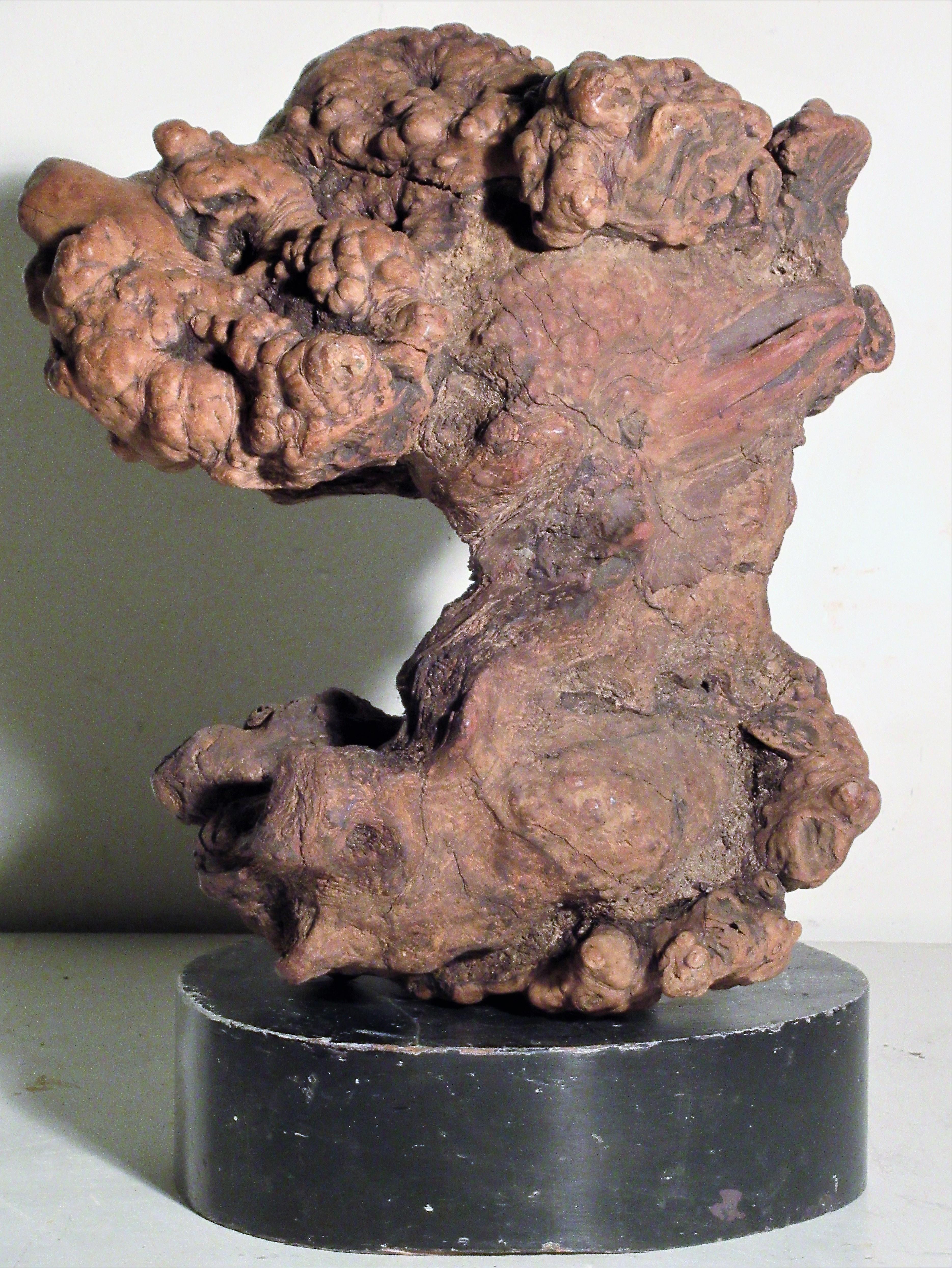 Very Old Asian Burl Root Wood Scholars Stone Object 5