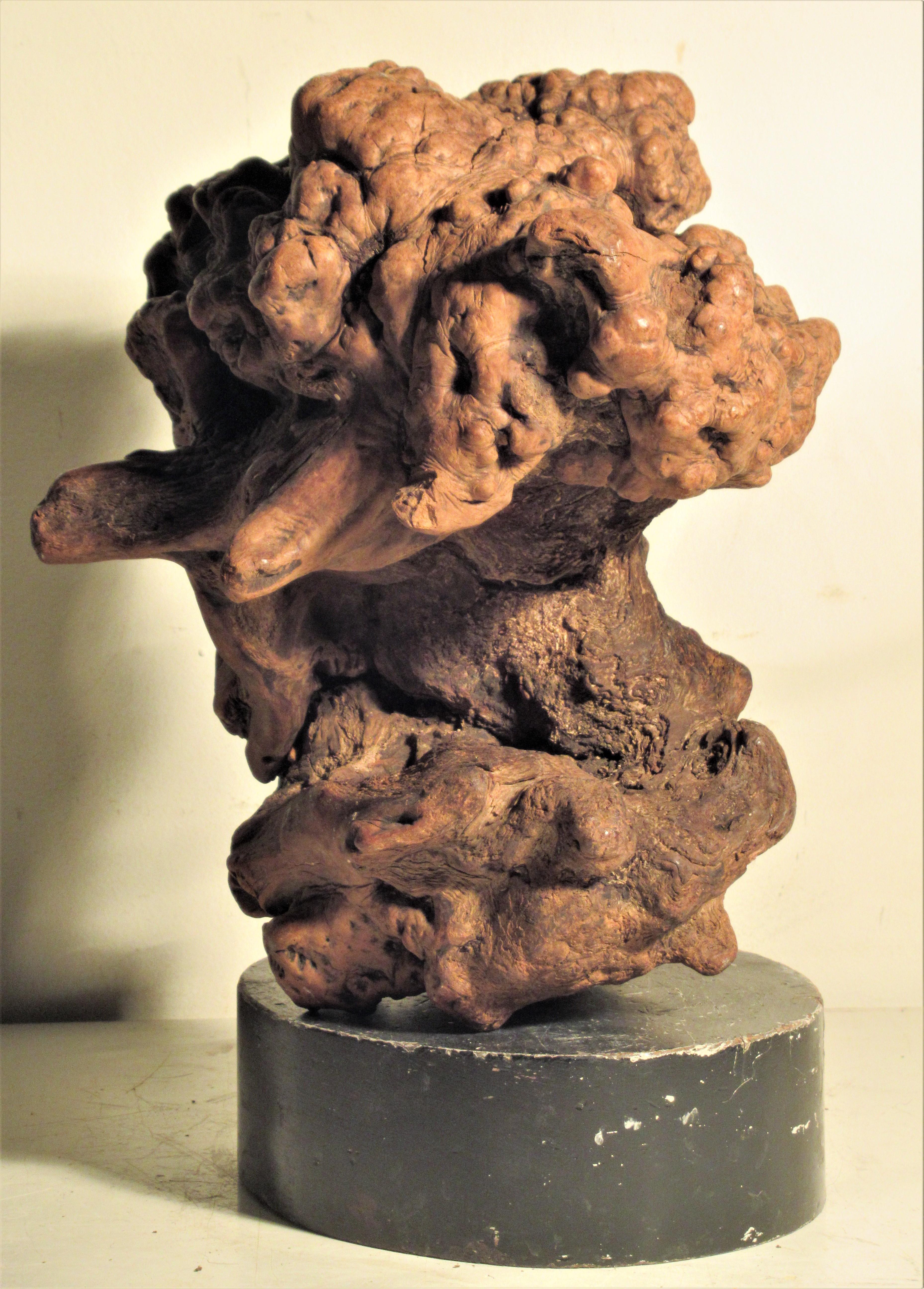 Very Old Asian Burl Root Wood Scholars Stone Object 7