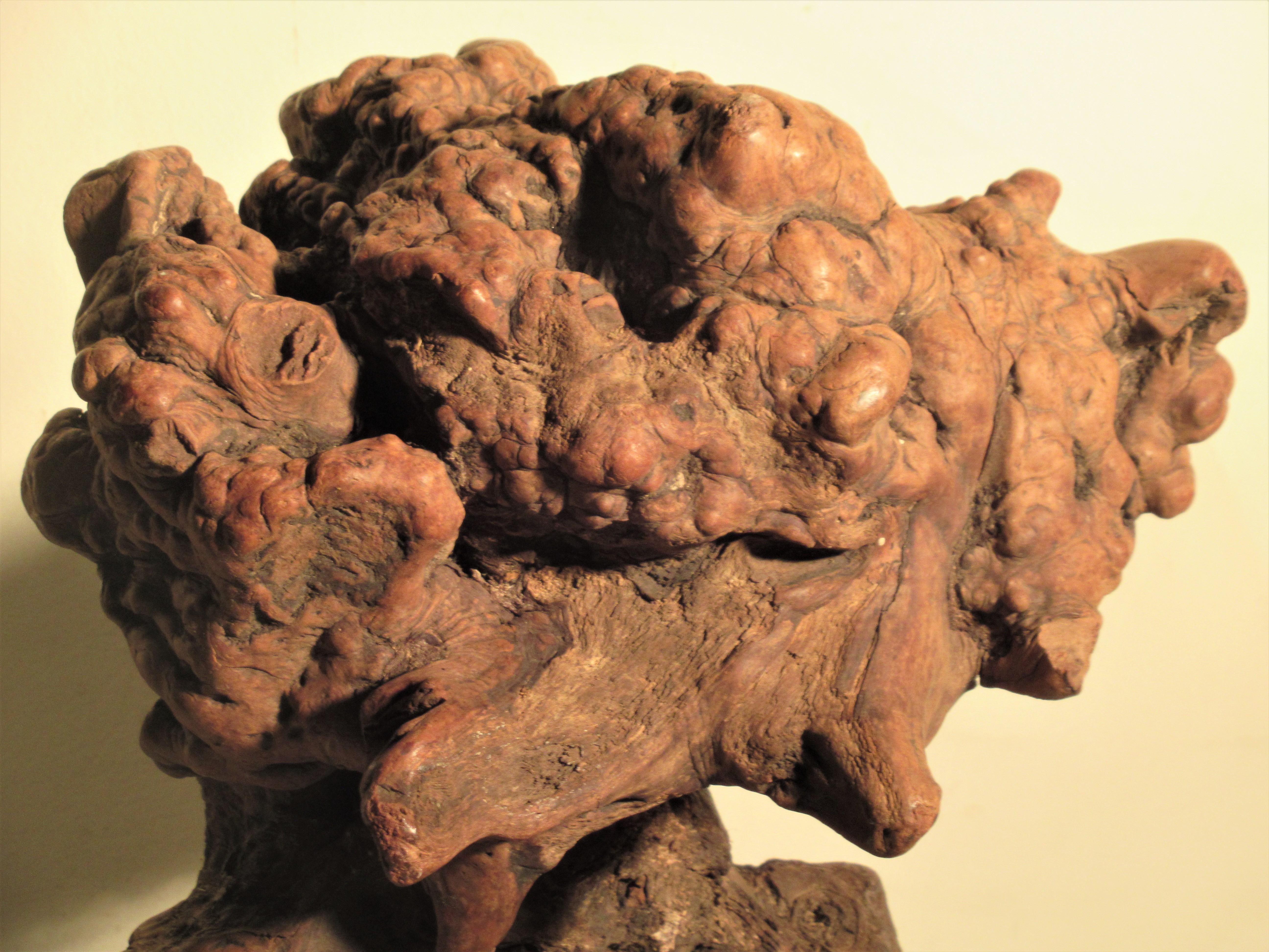 Very Old Asian Burl Root Wood Scholars Stone Object 8