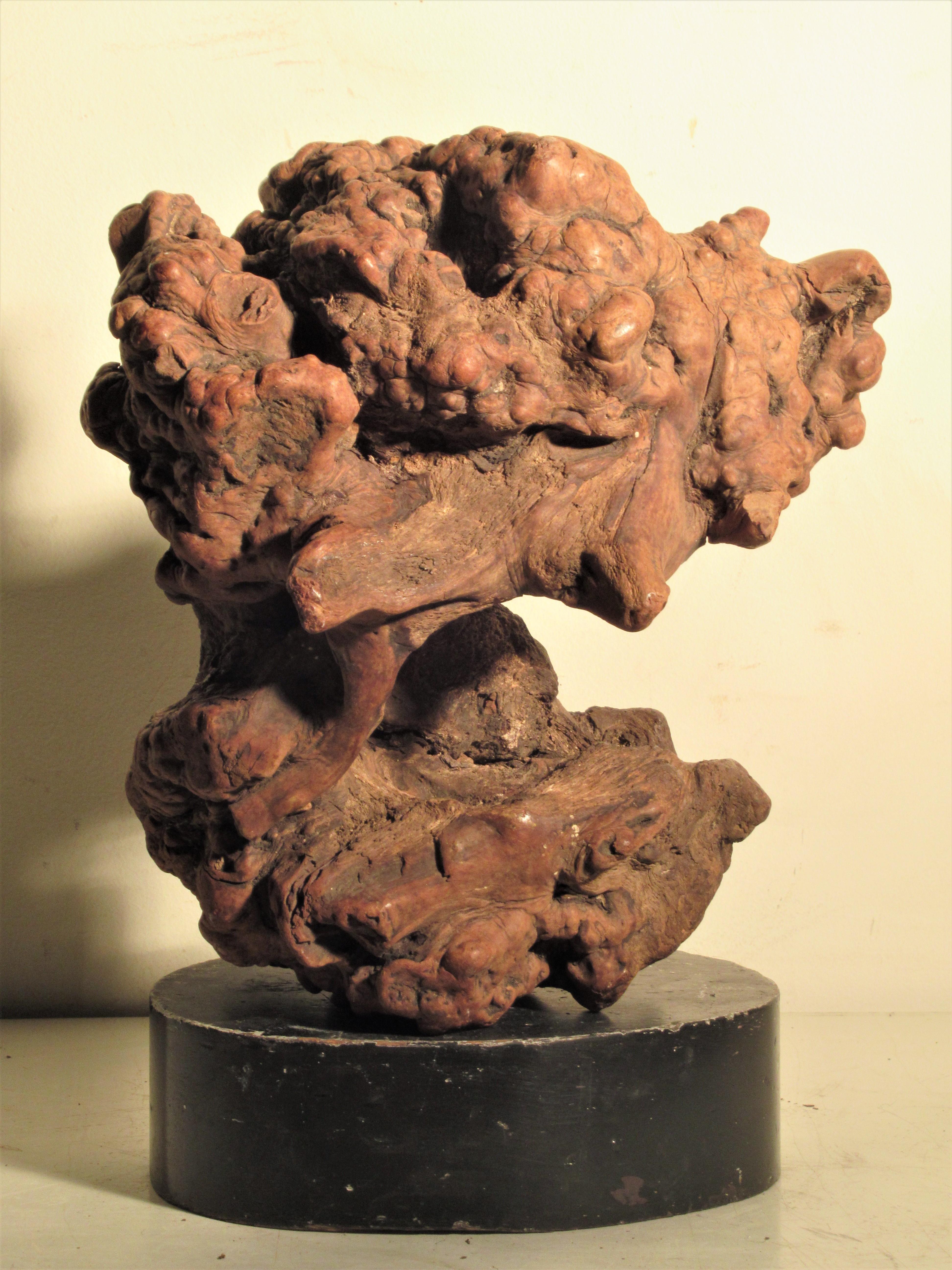 Very Old Asian Burl Root Wood Scholars Stone Object 9