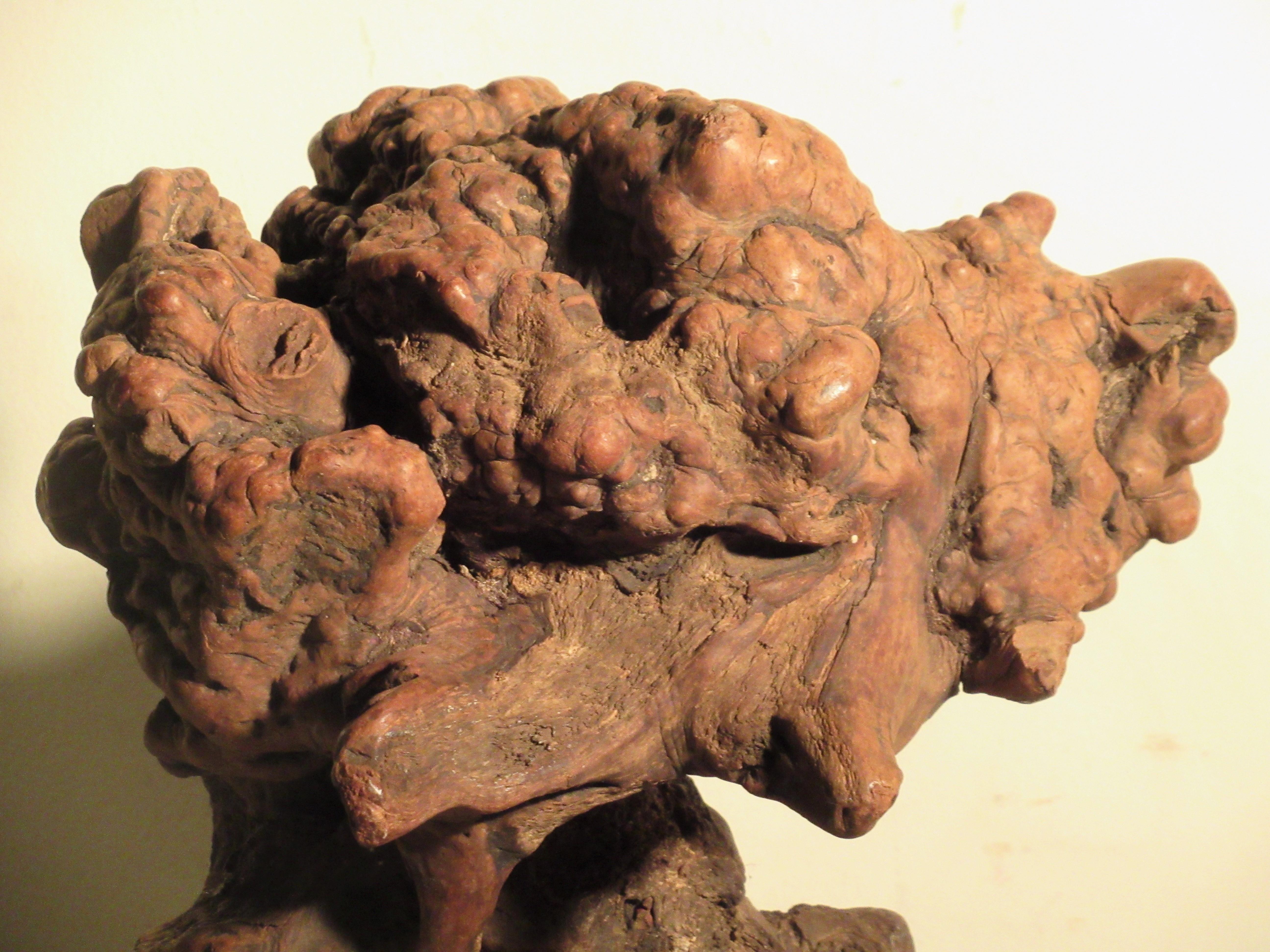 Very Old Asian Burl Root Wood Scholars Stone Object 11