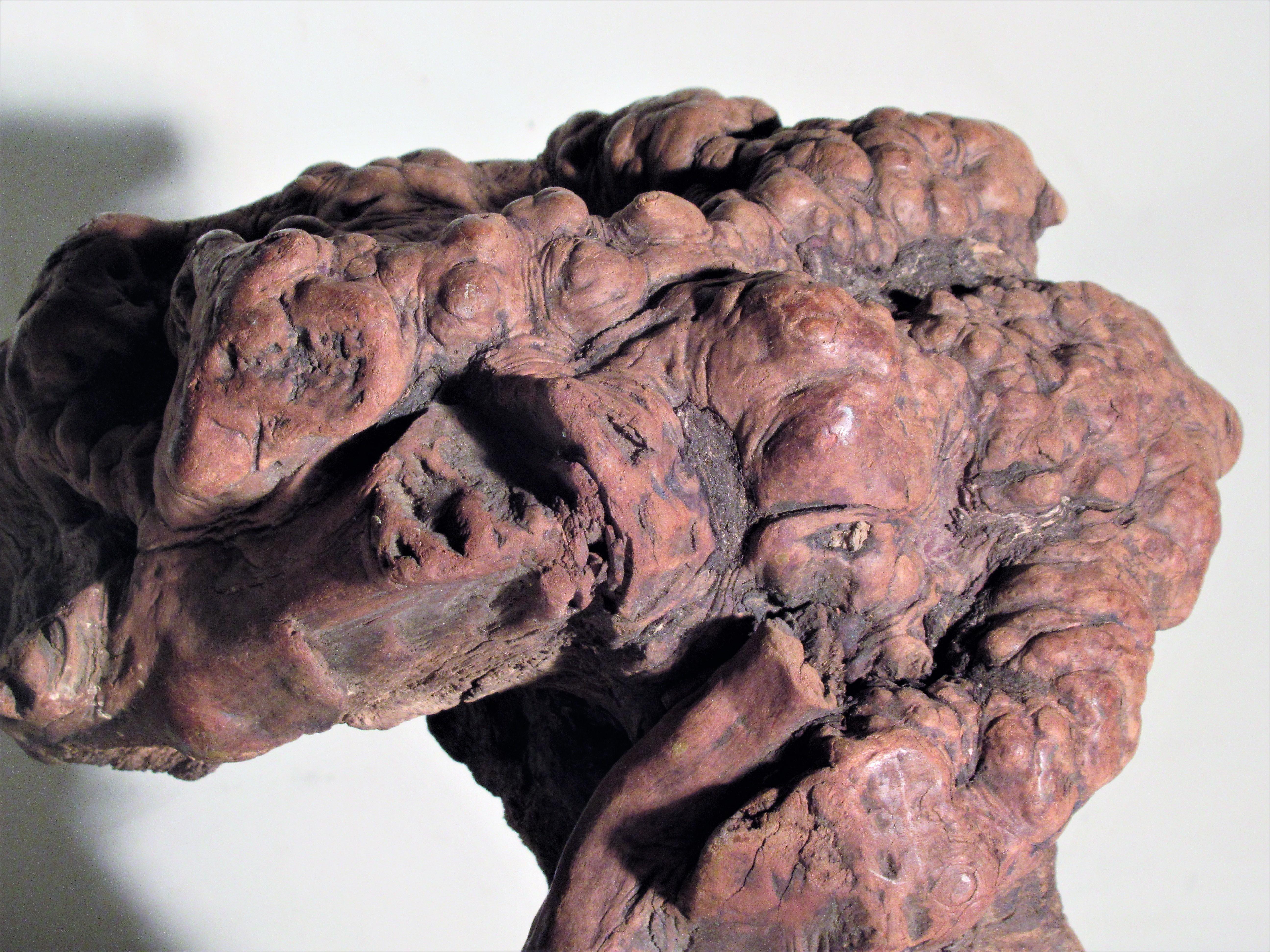 Very Old Asian Burl Root Wood Scholars Stone Object 13