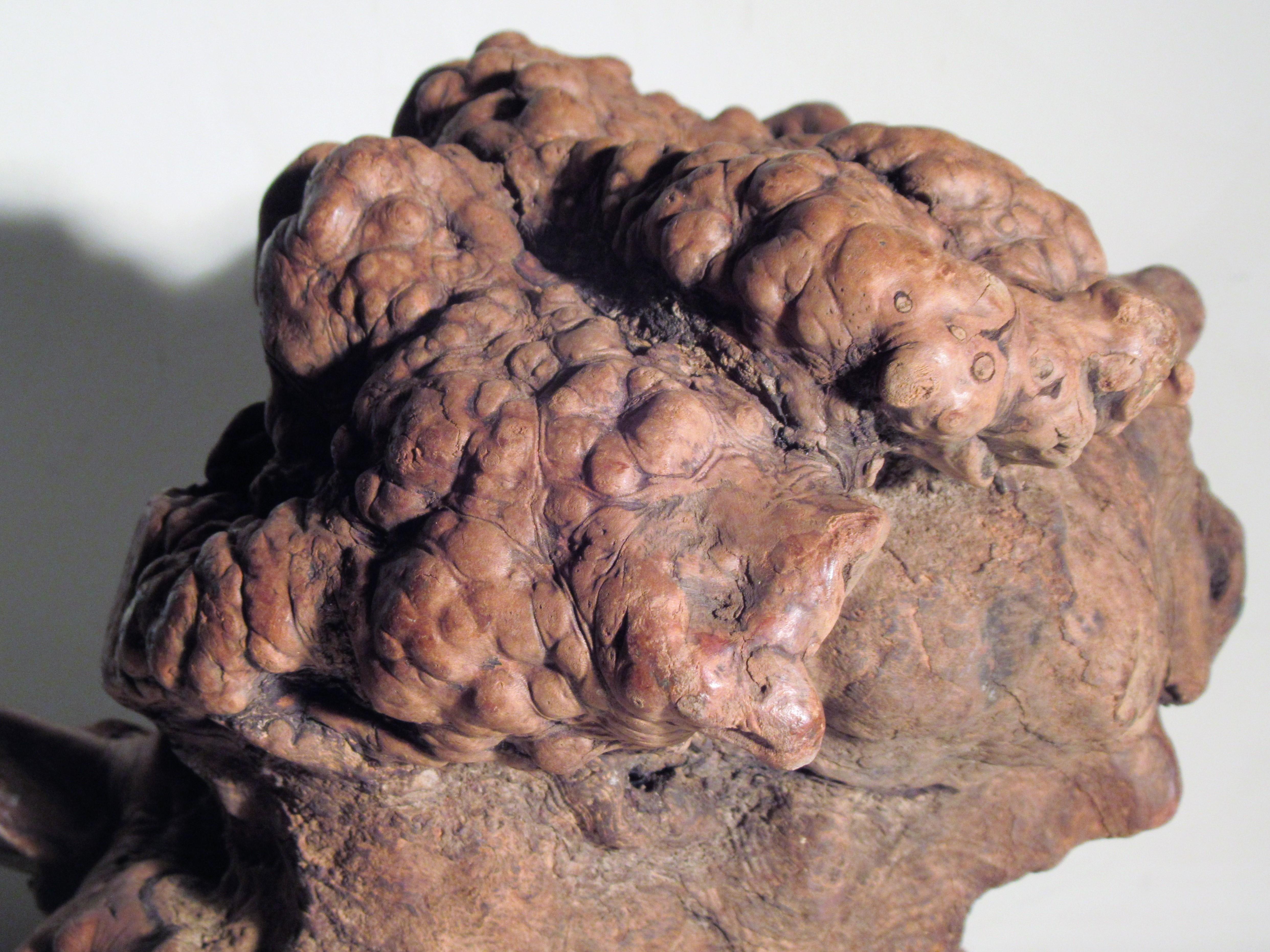 Ancient natural burl root wood scholars stone object in original beautifully aged color with an abundance of bold polyp formations and great organic sculptural form. We have set this on a worn black painted oval wood stand - the photos shown are the