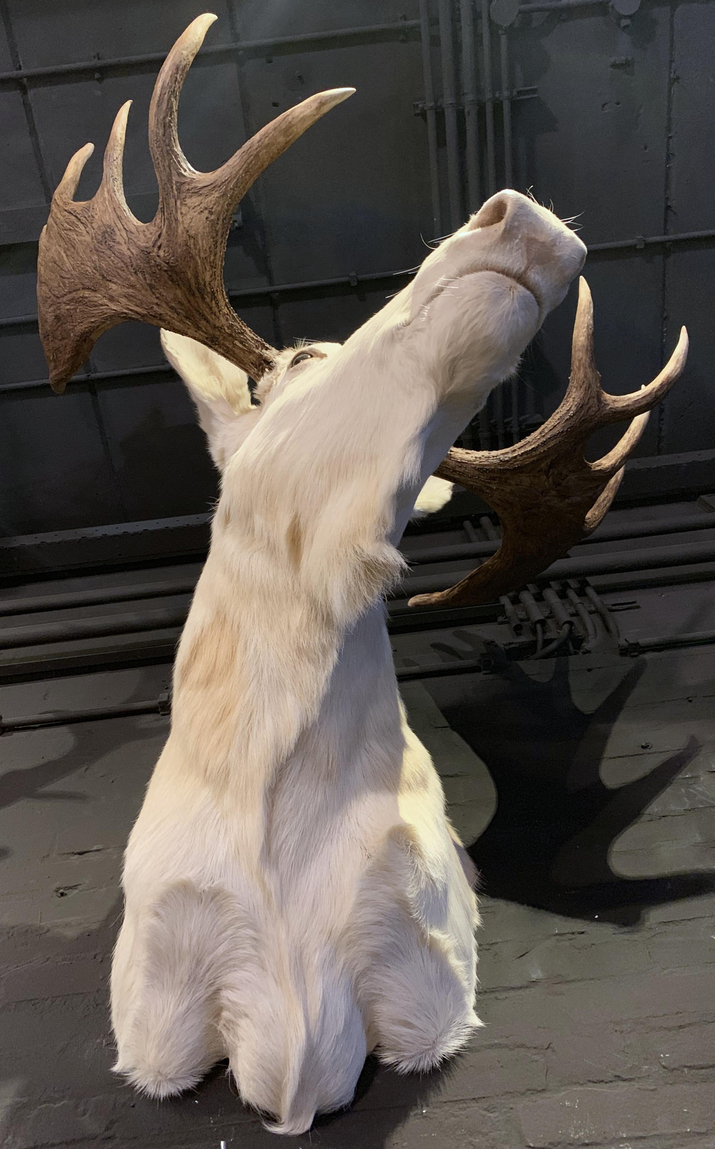 Very Rare Taxidermy Shoulder Mount of a White Scandinavian Moose 2
