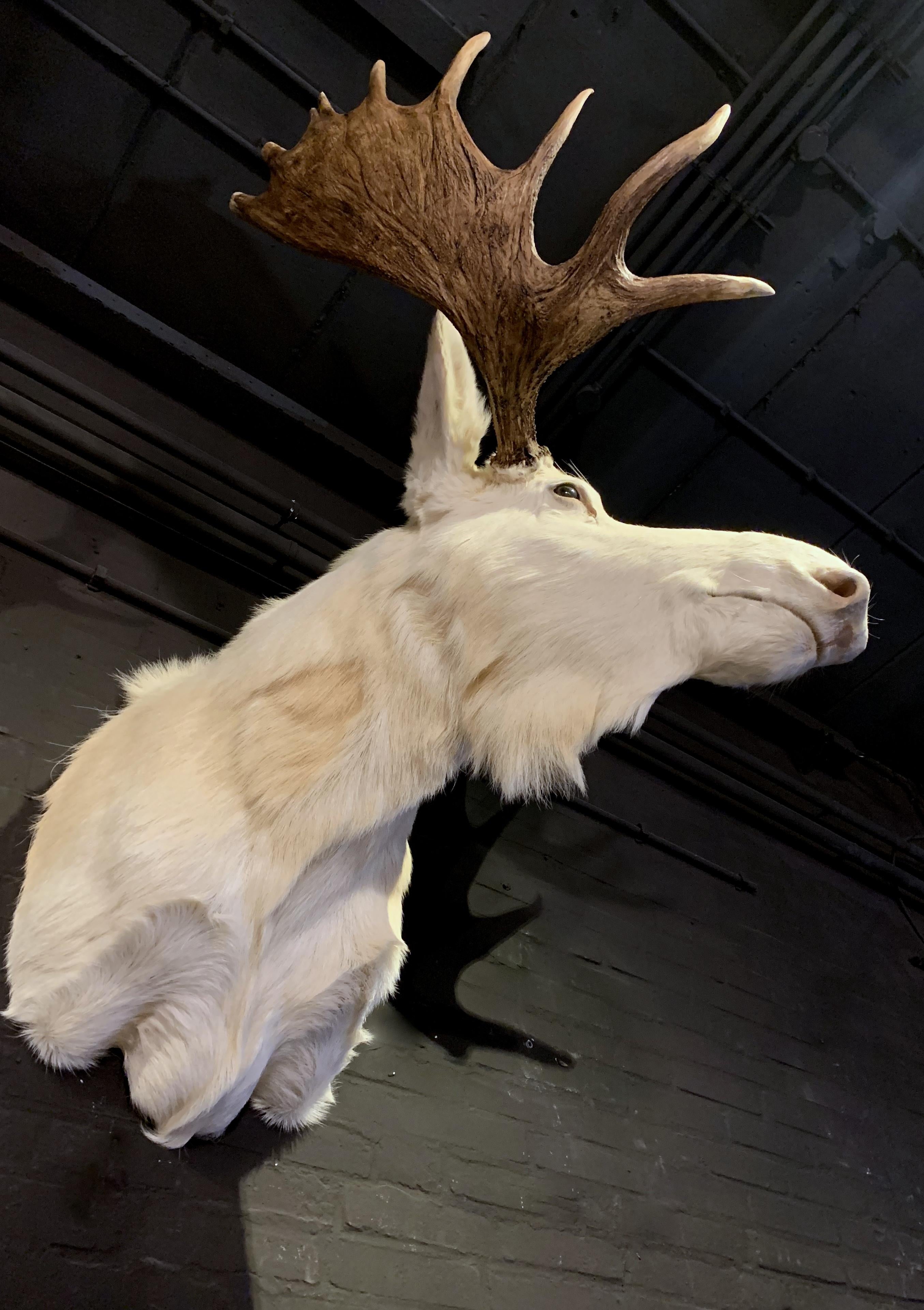 Very Rare Taxidermy Shoulder Mount of a White Scandinavian Moose 3