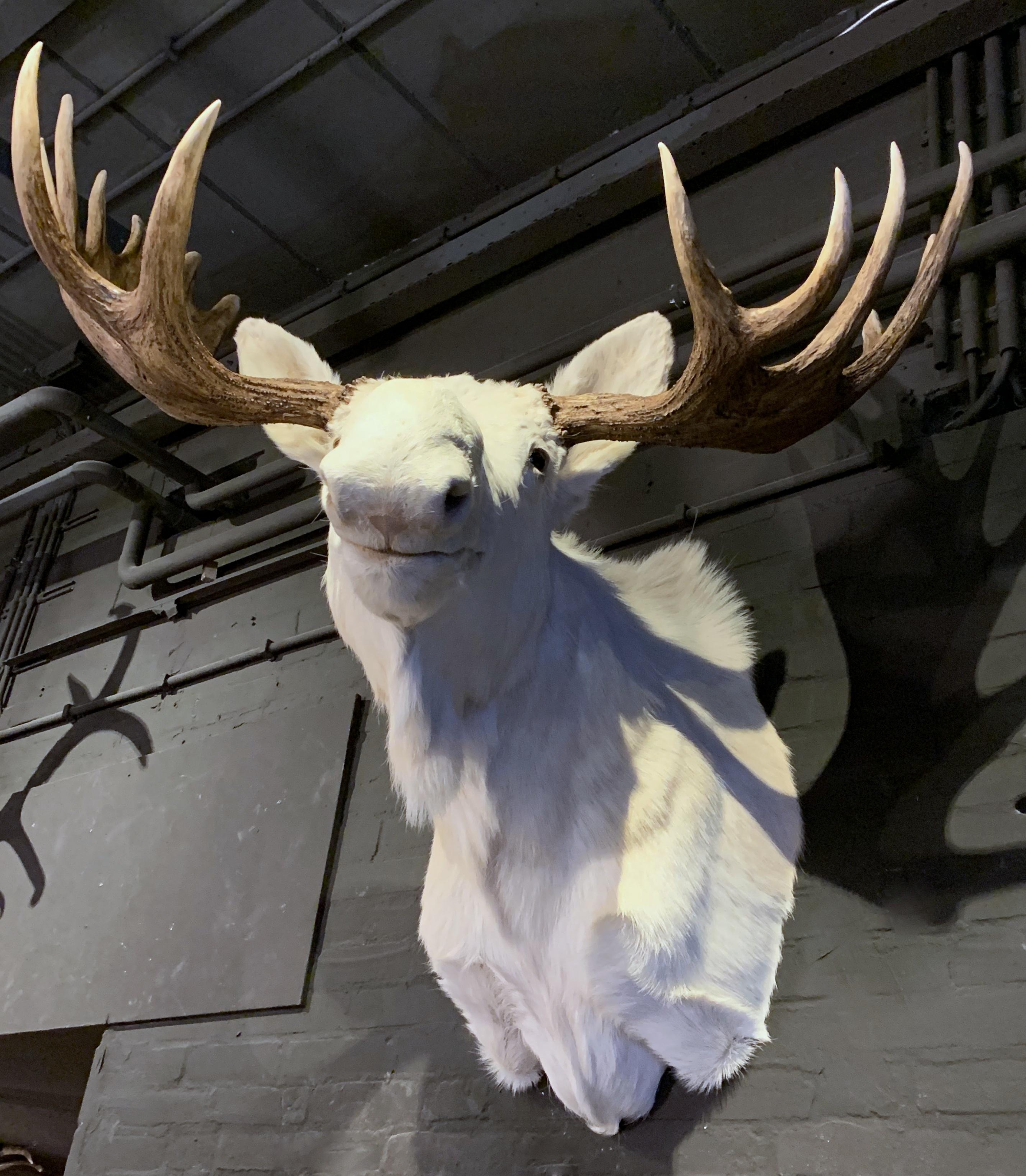 Looking for a unique piece on the wall. At the moment this unique white moose is hanging in our showroom. It is a recently made piece of taxidermy and of museum quality
You would think it is an Albino moose but this is not the case, as there is
