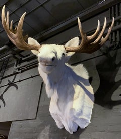 Very Rare Taxidermy Shoulder Mount of a White Scandinavian Moose