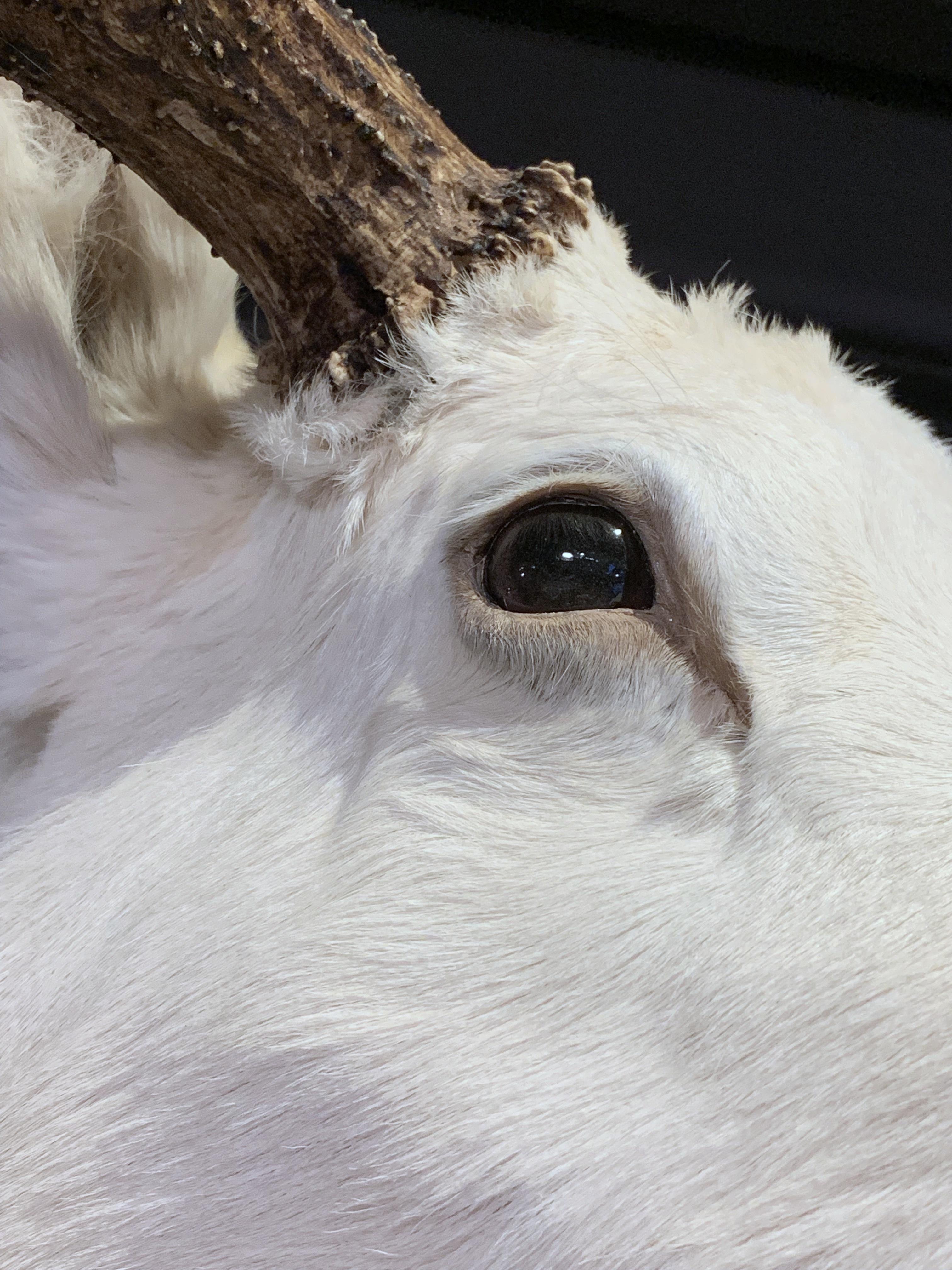 albino moose