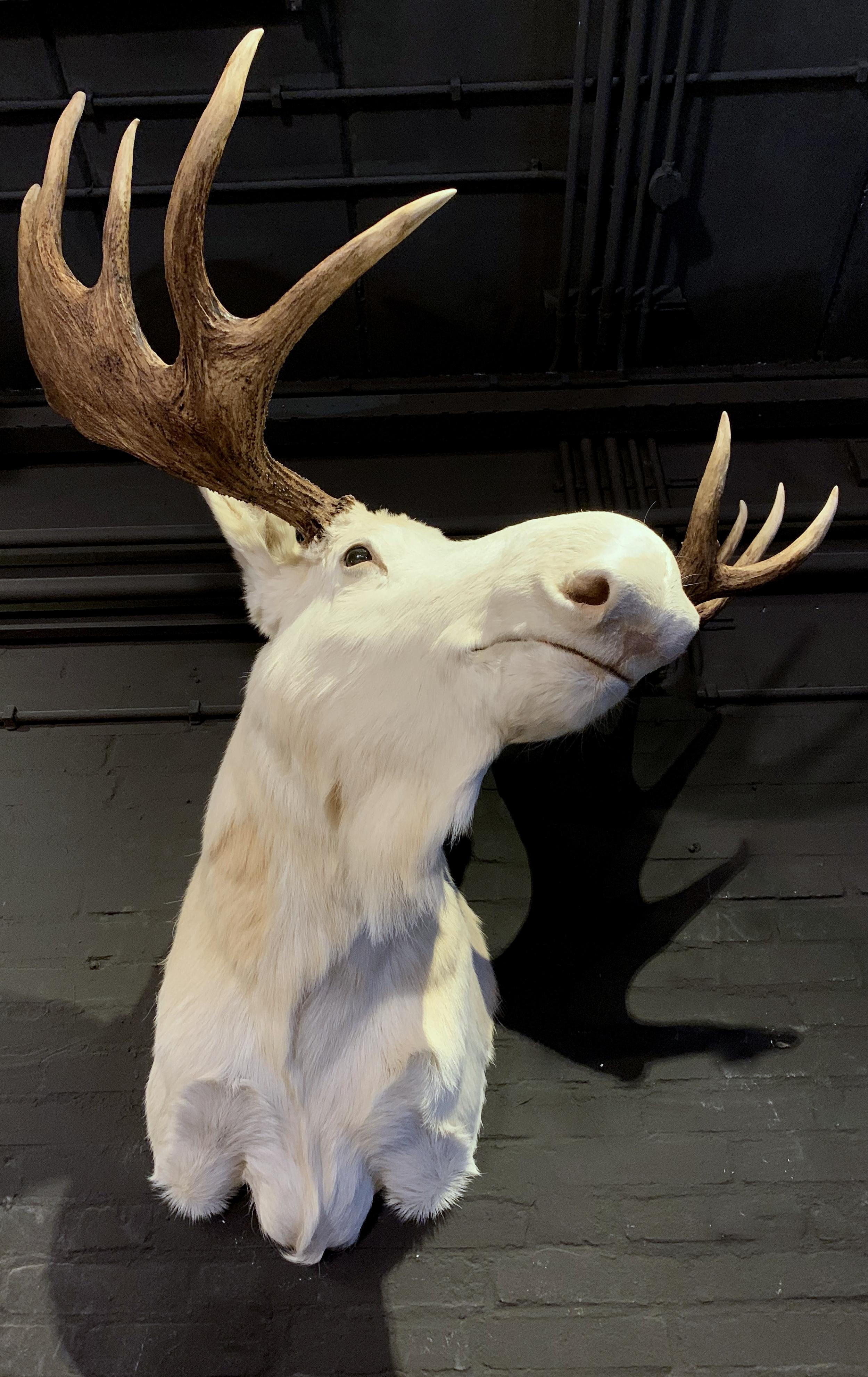 Very Rare Taxidermy Shoulder Mount of a White Scandinavian Moose In New Condition In Eindhoven, NL