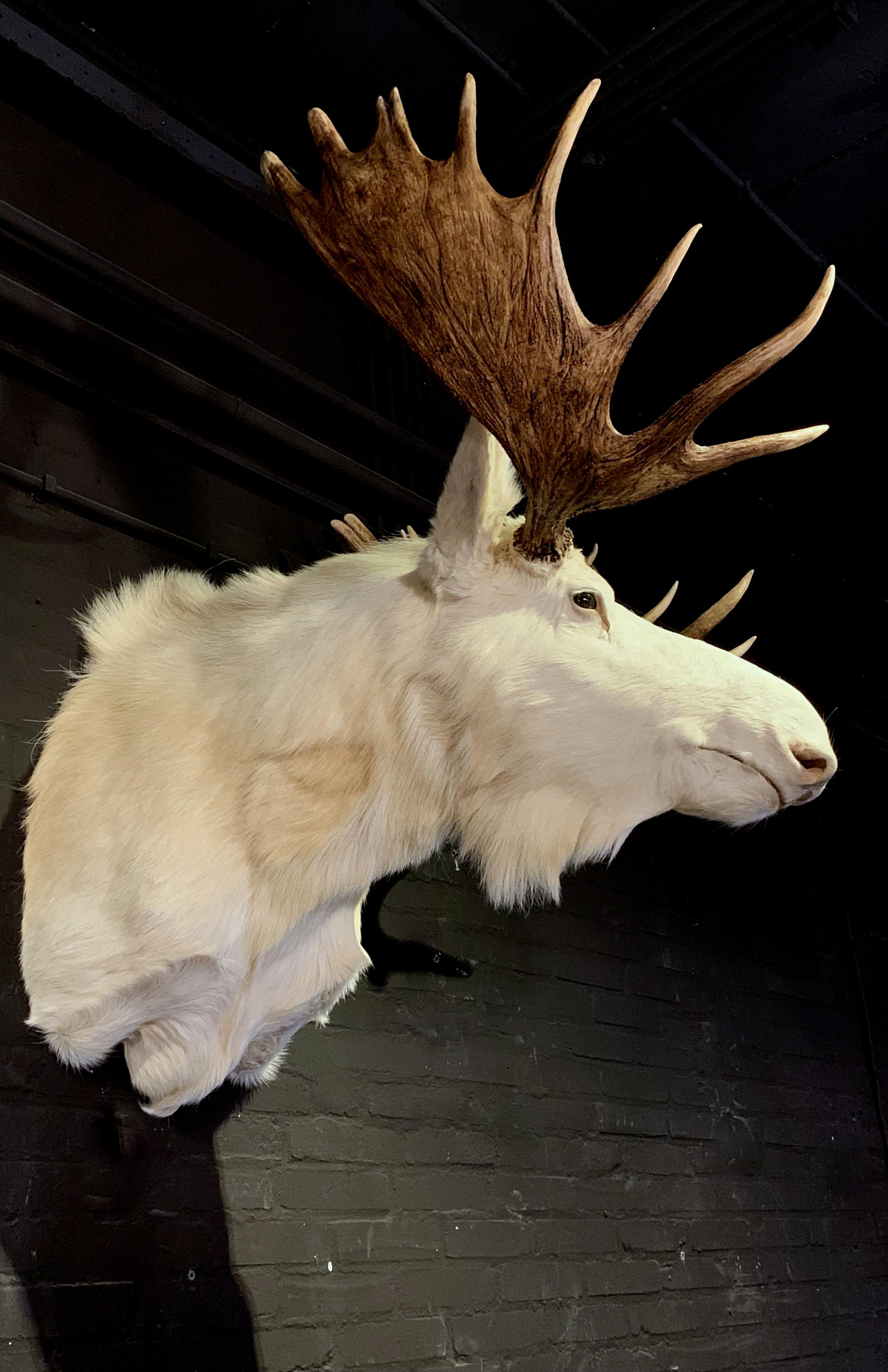 Contemporary Very Rare Taxidermy Shoulder Mount of a White Scandinavian Moose