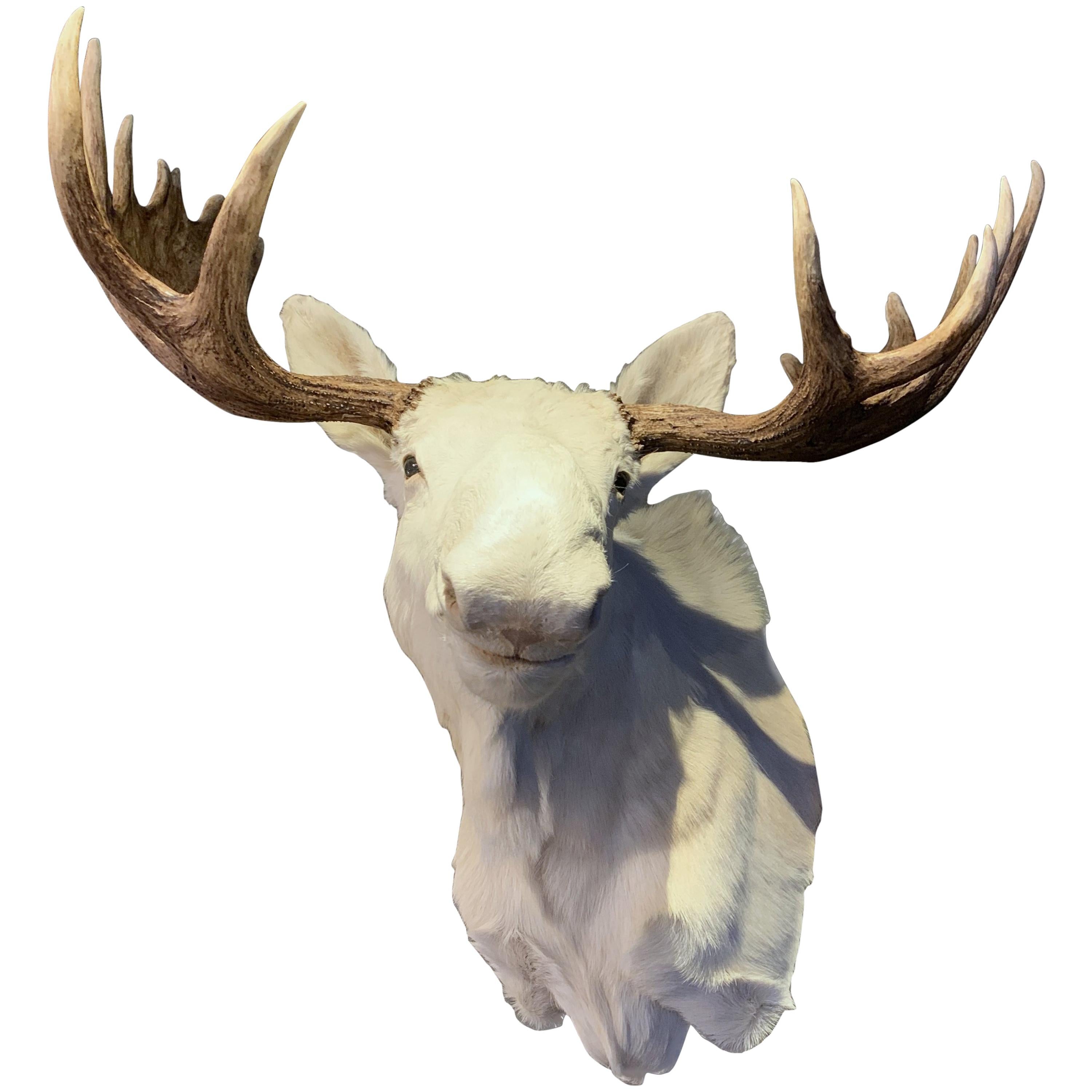 Very Rare Taxidermy Shoulder Mount of a White Scandinavian Moose