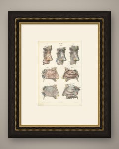 Vessels and Olfactory Nerves of the Nose, Antique Hirschfeld Anatomy Print, 1866