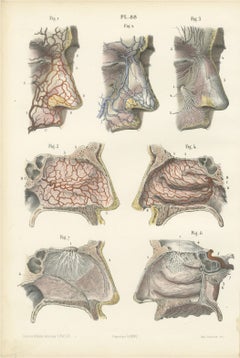 Vessels and Olfactory Nerves of the Nose, Antique Hirschfeld Anatomy Print, 1866