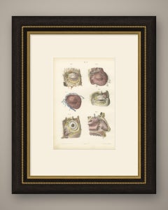 Vasi sanguigni delle palpebre e dell’orbita, antica stampa anatomica di Hirschfeld, 1866
