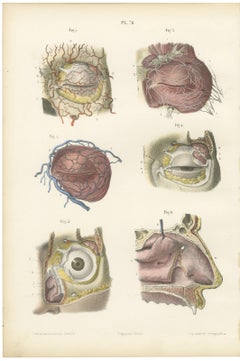 Vasi sanguigni delle palpebre e dell’orbita, antica stampa anatomica di Hirschfeld, 1866