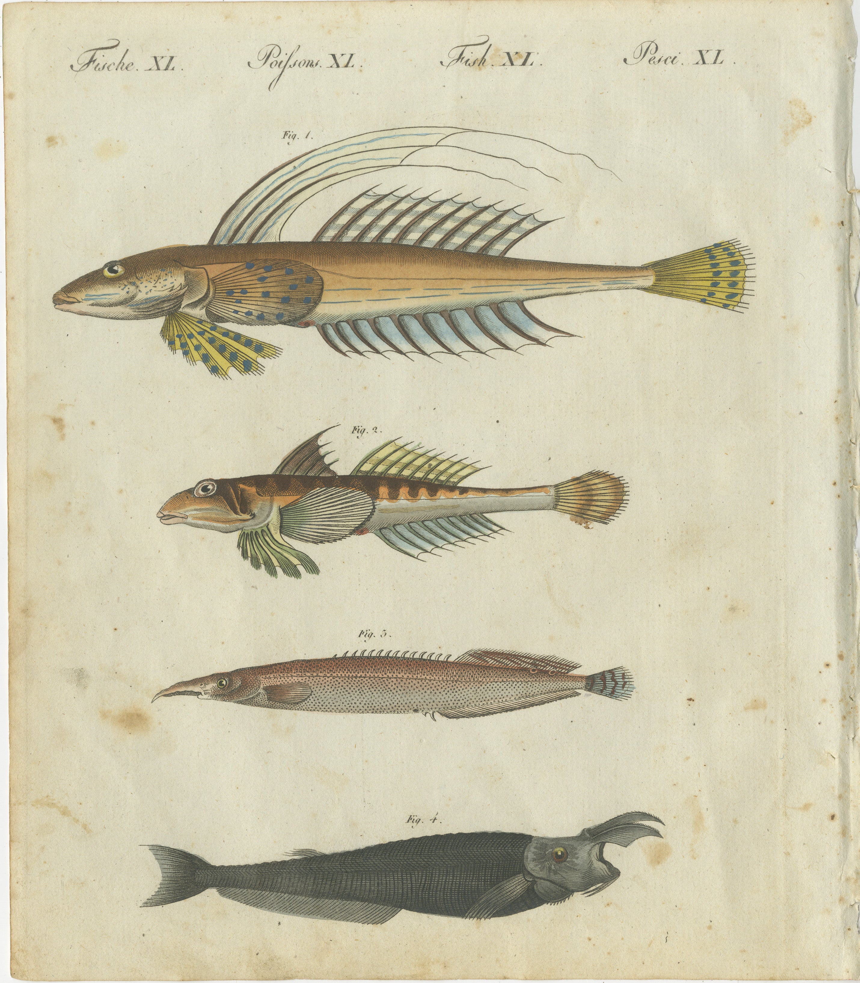 Titel: Lebendiger handkolorierter Kupferstich von 1802 mit seltenen Fischarten aus Bertuchs Meisterwerk  

Beschreibung: Dieser beeindruckende handkolorierte Kupferstich aus dem Jahr 1802 zeigt vier faszinierende Fischarten: den Fliegenden Knurrhahn