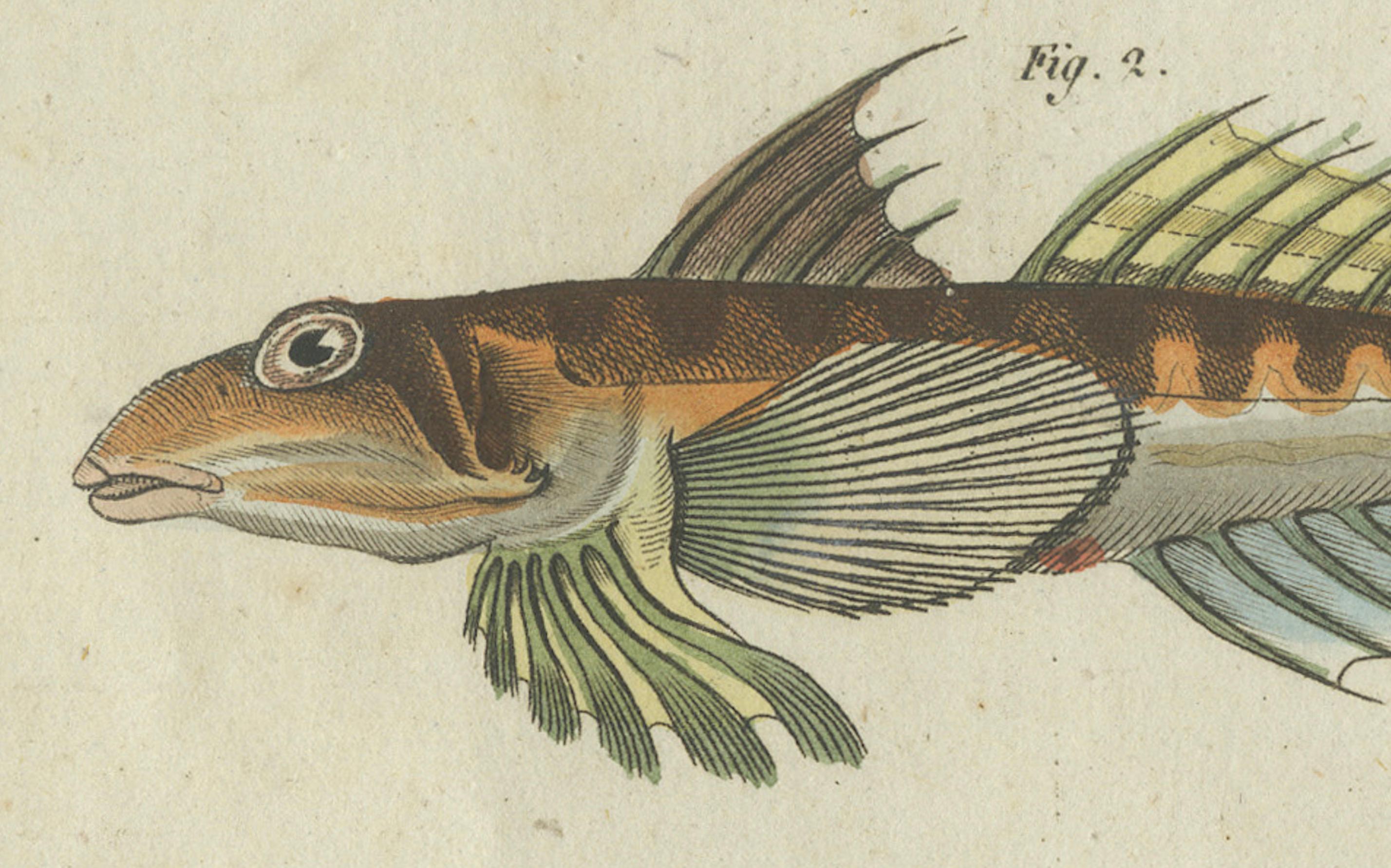 Leuchtend lebhafte handkolorierte Gravur seltener Fischexemplare aus Bertuchs Werk, 1805 (Graviert) im Angebot