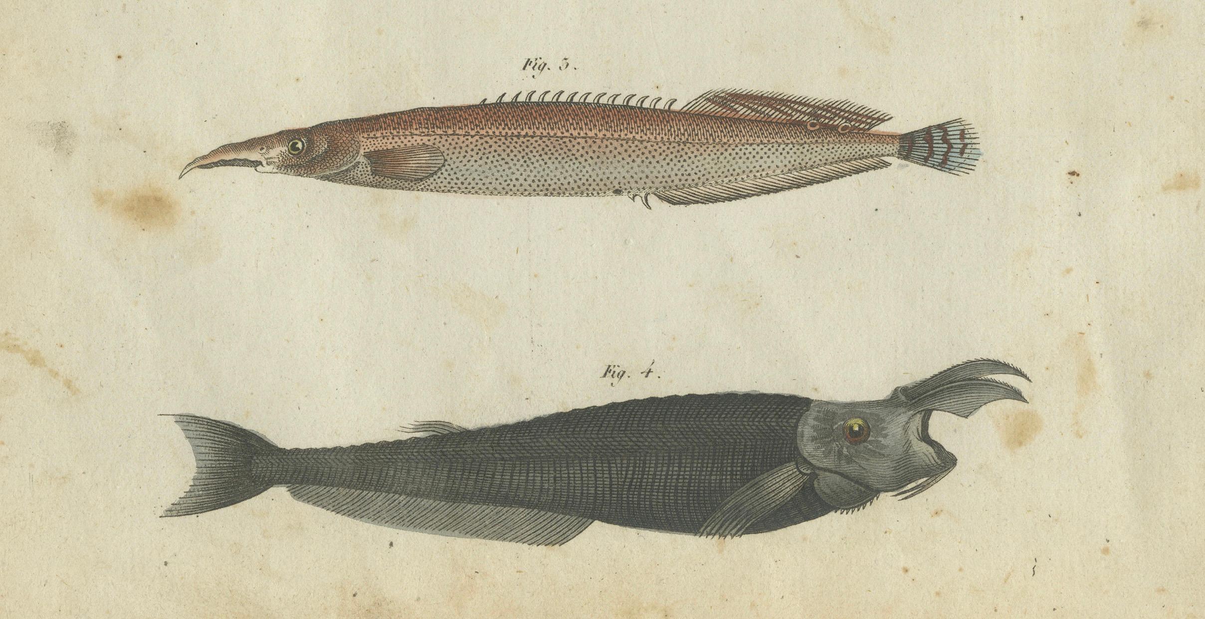 Leuchtend lebhafte handkolorierte Gravur seltener Fischexemplare aus Bertuchs Werk, 1805 im Zustand „Gut“ im Angebot in Langweer, NL