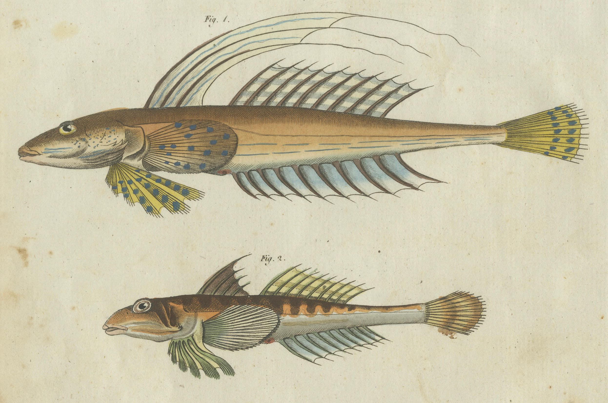 Leuchtend lebhafte handkolorierte Gravur seltener Fischexemplare aus Bertuchs Werk, 1805 (Frühes 19. Jahrhundert) im Angebot