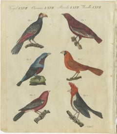 Vibrant 1805 Handcolored Engraving of Tropical Birds from Bertuch's Bilderbuch