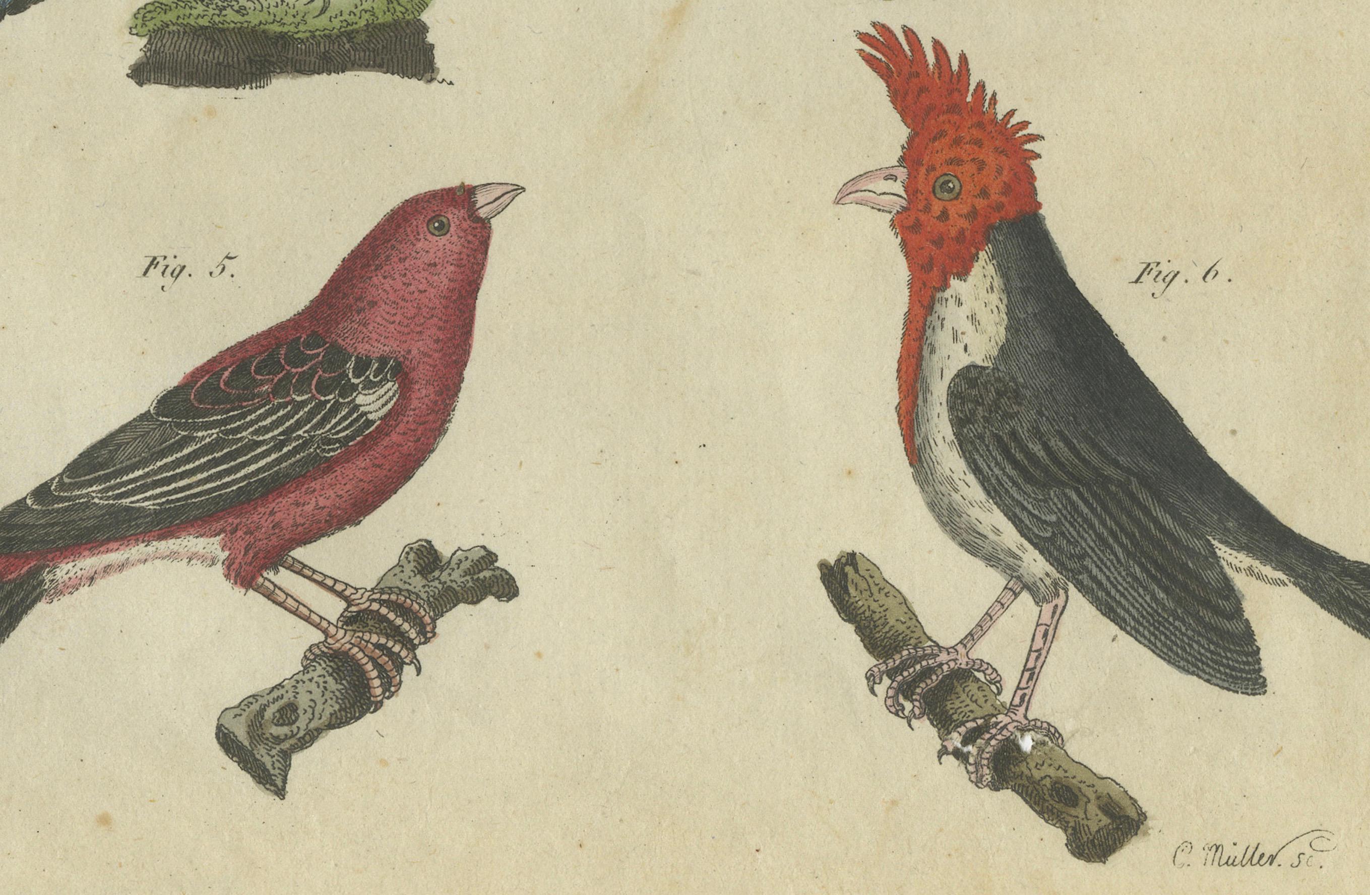 Engraved Vibrant 1805 Handcolored Engraving of Tropical Birds from Bertuch's Bilderbuch For Sale