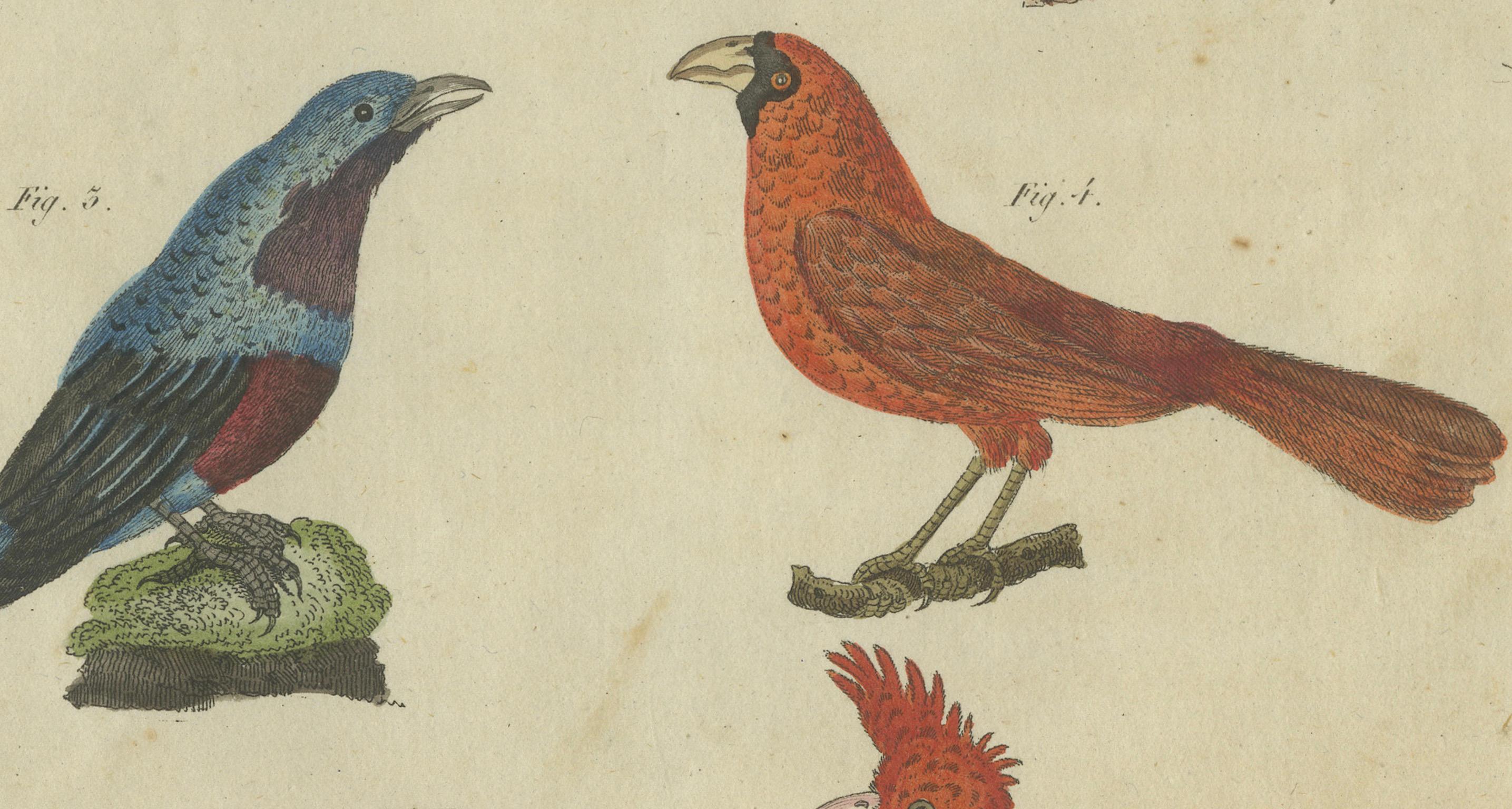 Vibrant 1805 Handcolored Engraving of Tropical Birds from Bertuch's Bilderbuch In Good Condition For Sale In Langweer, NL
