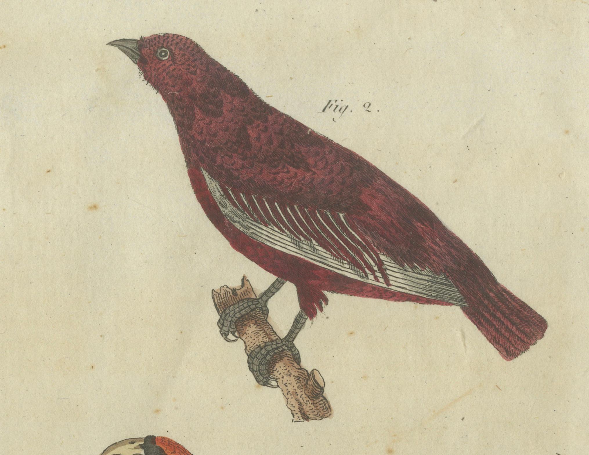 Early 19th Century Vibrant 1805 Handcolored Engraving of Tropical Birds from Bertuch's Bilderbuch For Sale