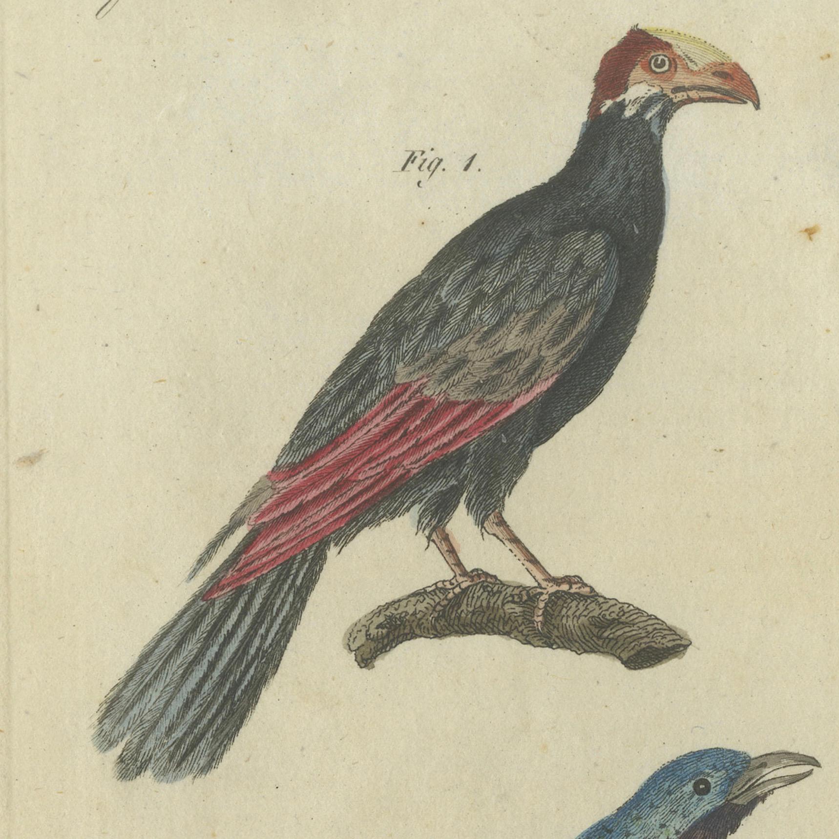 Paper Vibrant 1805 Handcolored Engraving of Tropical Birds from Bertuch's Bilderbuch For Sale