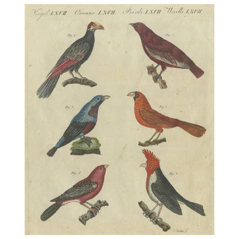 Vibrant 1805 Handcolored Engraving of Tropical Birds from Bertuch's Bilderbuch