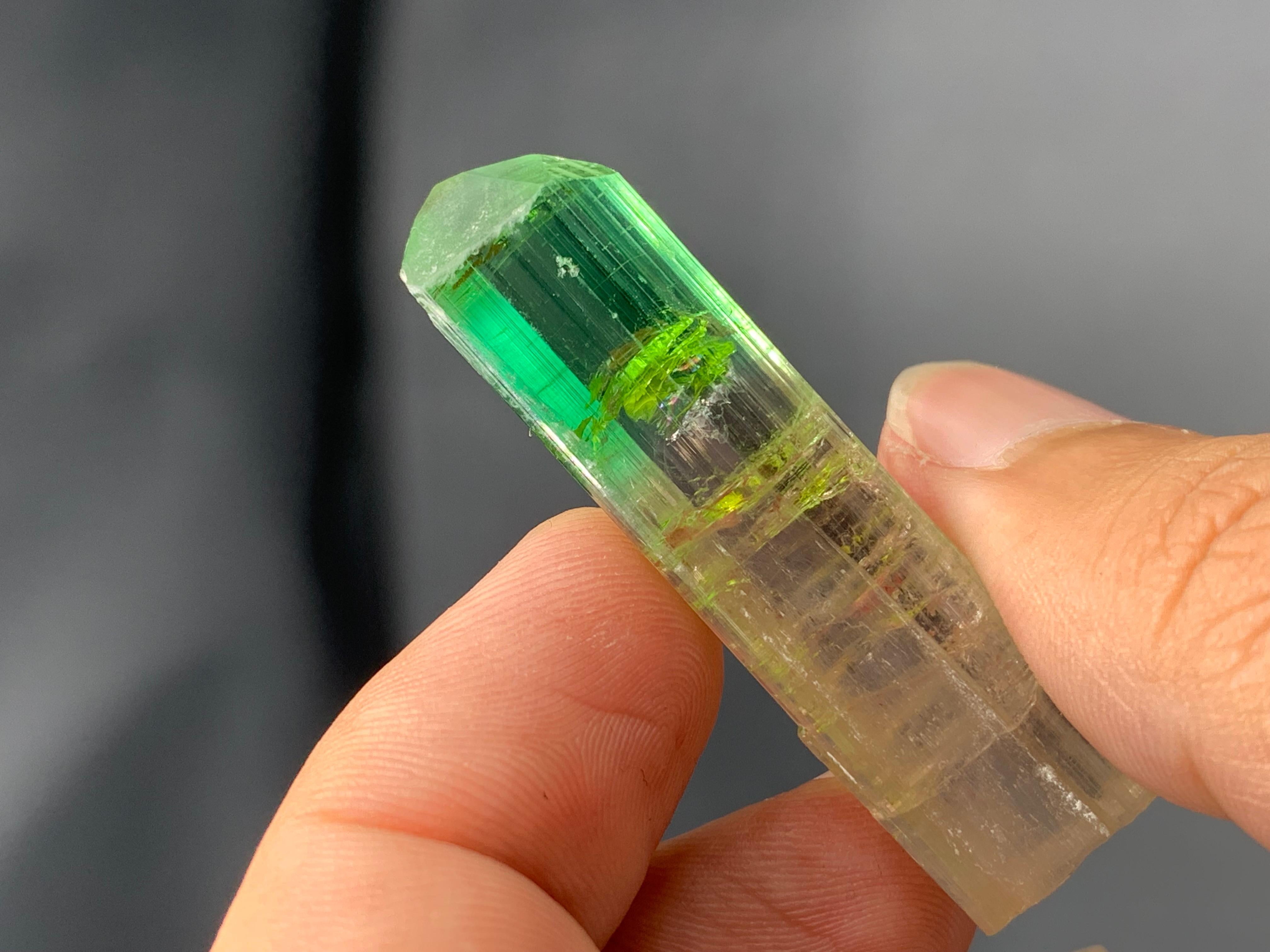 INFORMAZIONI SUL PRODOTTO:

Tipo di esemplare: Cristallo di tormalina bi-colore vibrante
Peso: 15,33 grammi
Dimensioni: H: 4,8 x L: 1,2 x P: 1,2 Cm
Origine: Miniera di Paprook, provincia di Nuristan,
Afghanistan
Trattamento: