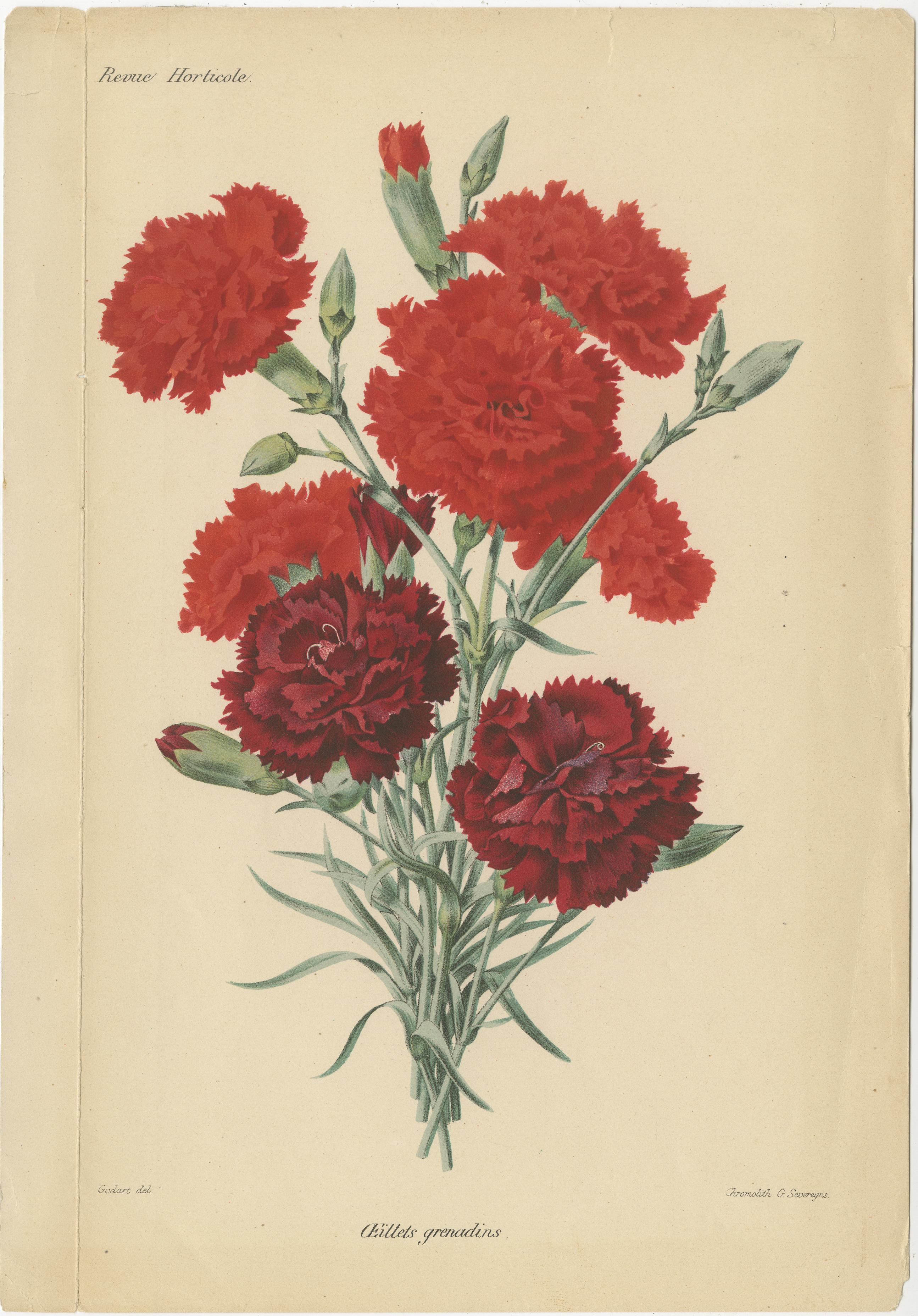 Vibrant Blooms: Eine Sammlung exquisiter Chromolithographien der Revue Horticole (Spätes 19. Jahrhundert) im Angebot