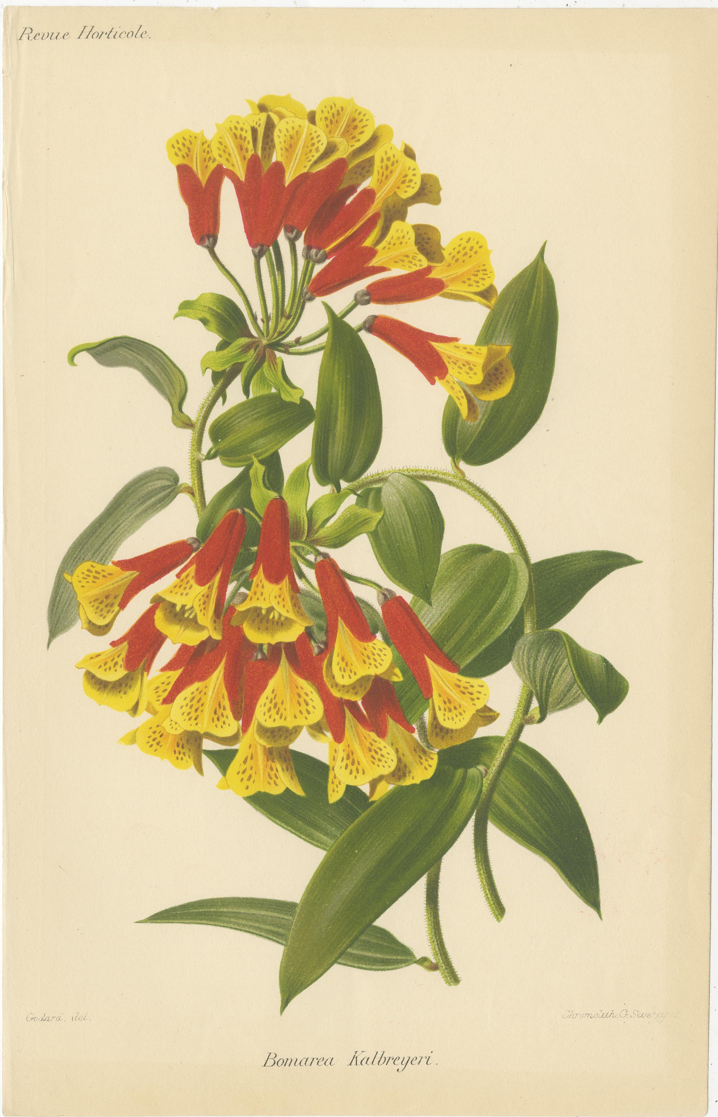 Vibrant Blooms: Eine Sammlung exquisiter Chromolithographien der Revue Horticole im Angebot 1